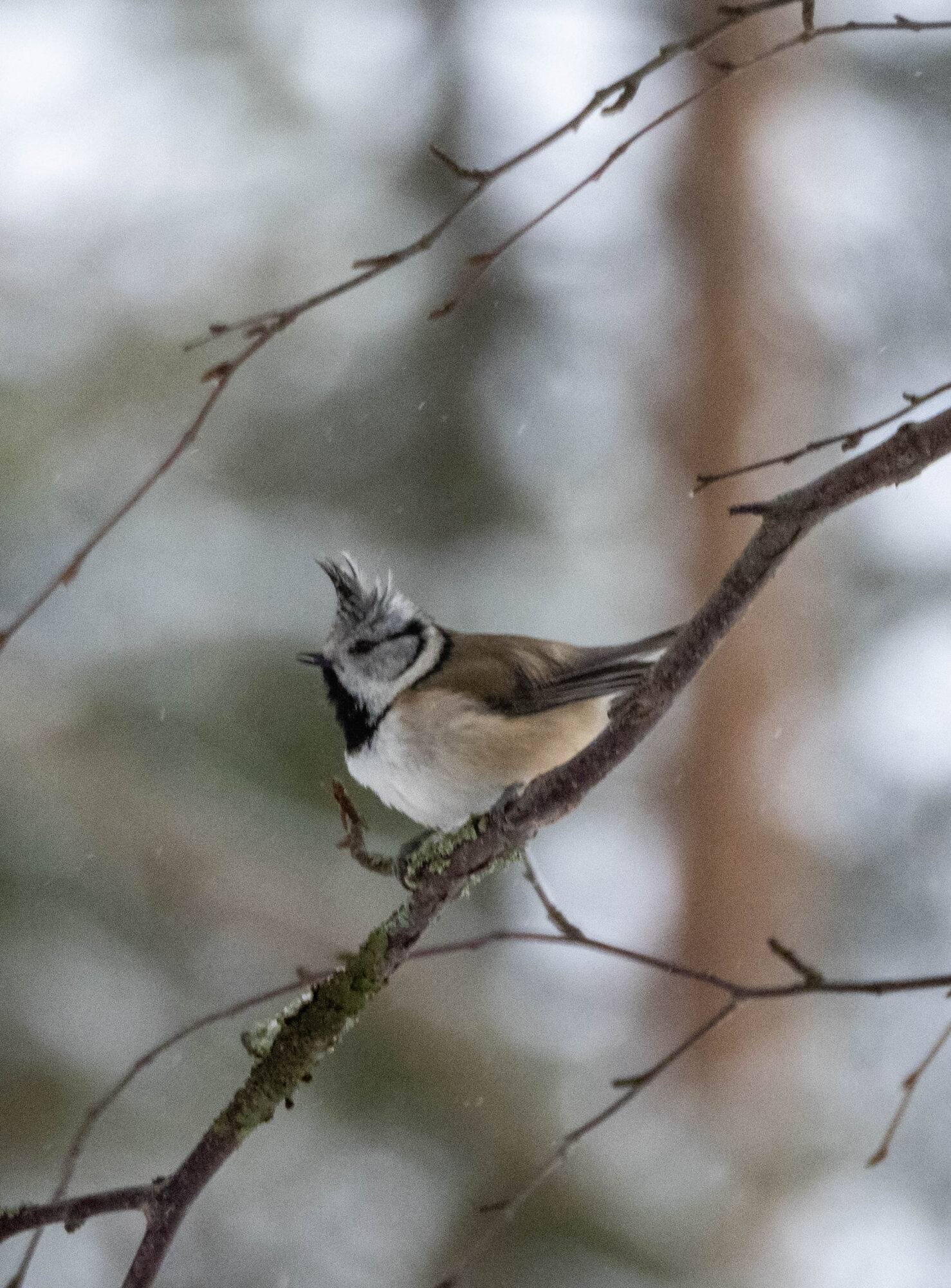 Valokuvaaja: Hannu Tikkanen