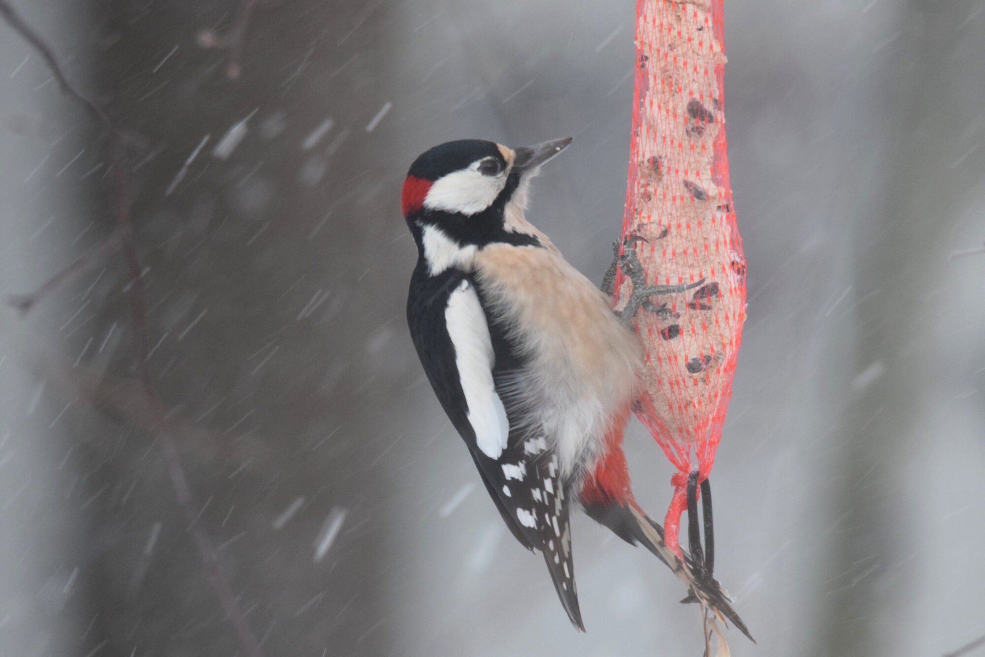 Valokuvaaja: Kaarlo Asikainen