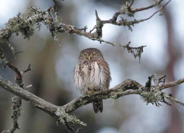 Valokuvaaja: Eric  Westerlund