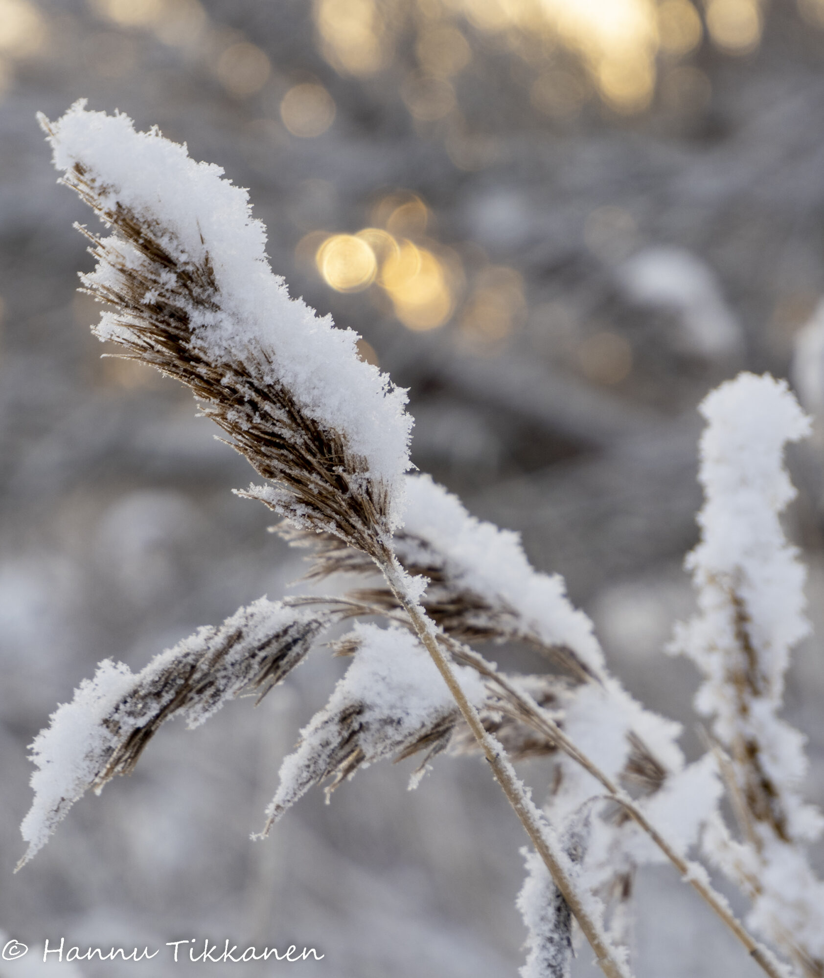 Valokuvaaja: Hannu Tikkanen