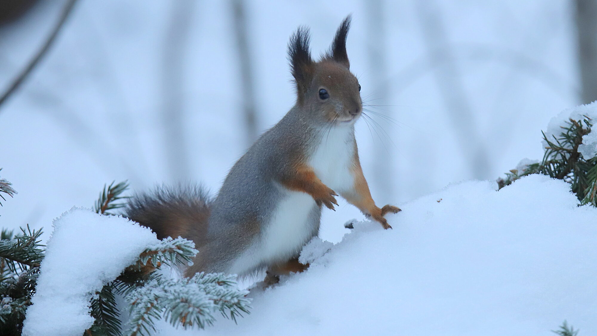 Valokuvaaja: sirpa Jyske Valokuvaaja: sirpa Jyske