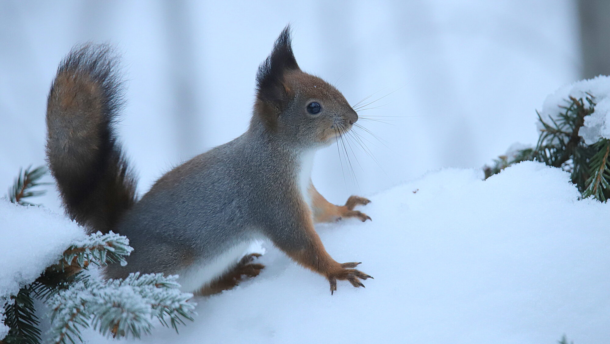 Valokuvaaja: sirpa Jyske
