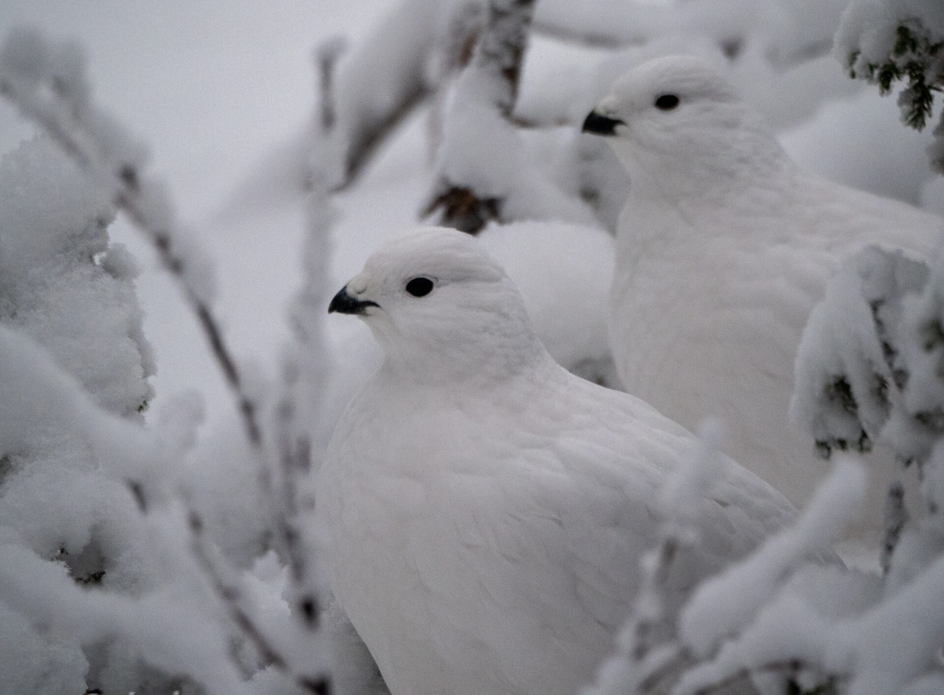 Valokuvaaja: Hannu Tikkanen