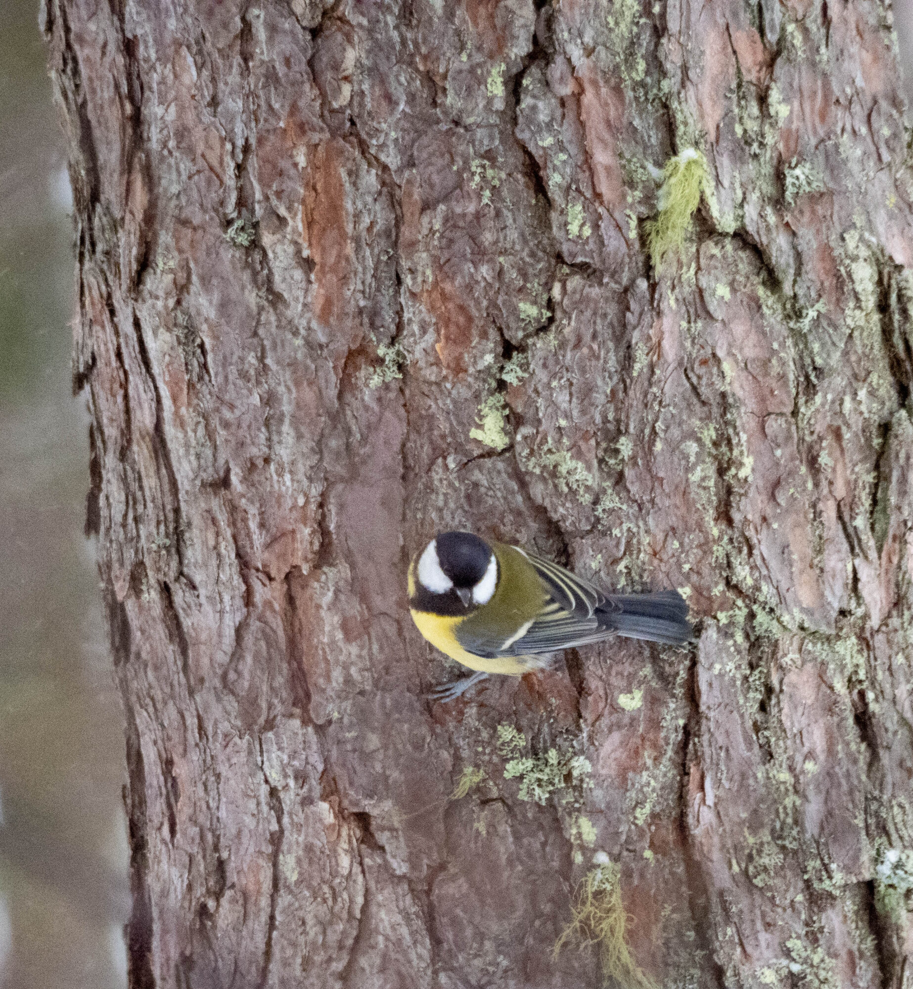 Valokuvaaja: Hannu Tikkanen