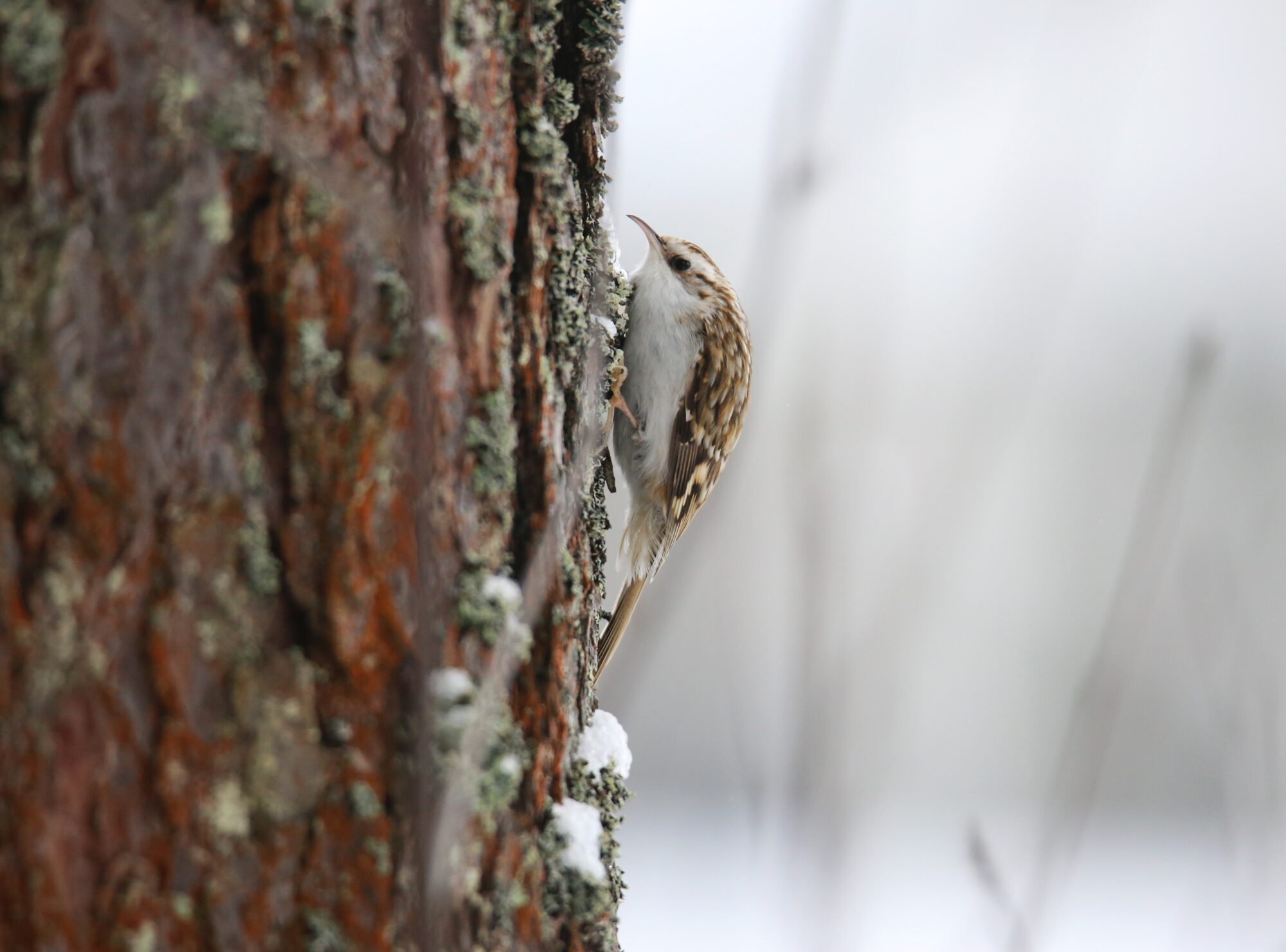 Valokuvaaja: Jaana Saarelainen
