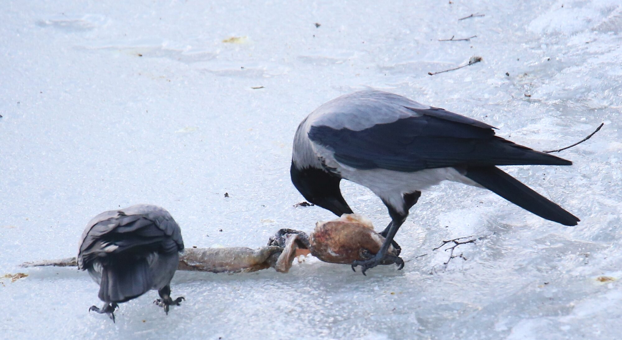 Valokuvaaja: Jaana Saarelainen