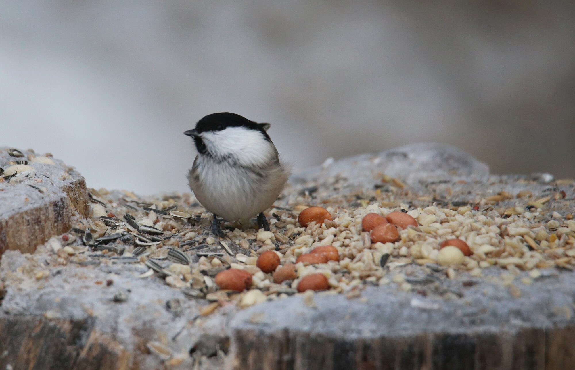 Valokuvaaja: Jaana Saarelainen