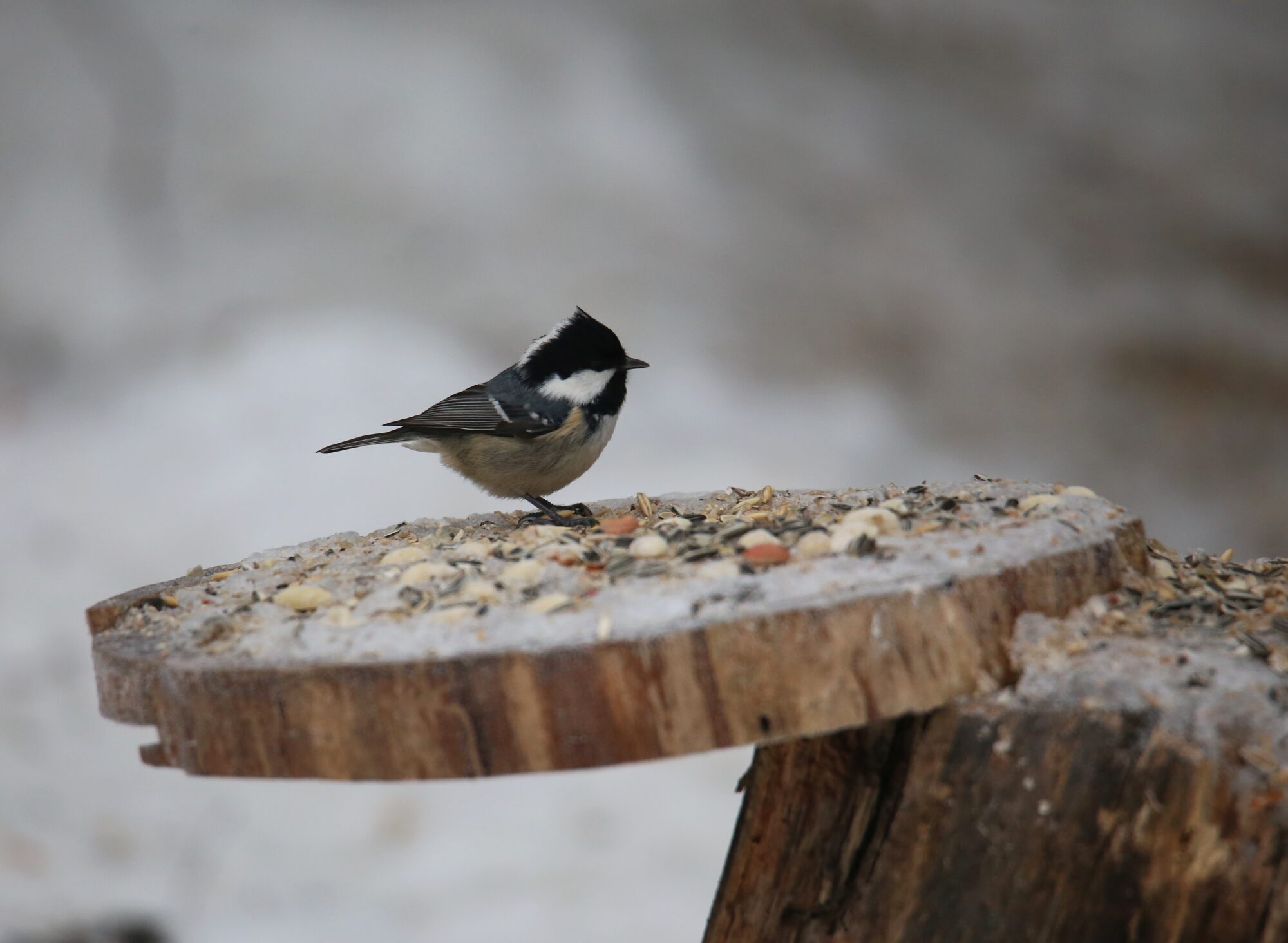 Valokuvaaja: Jaana Saarelainen