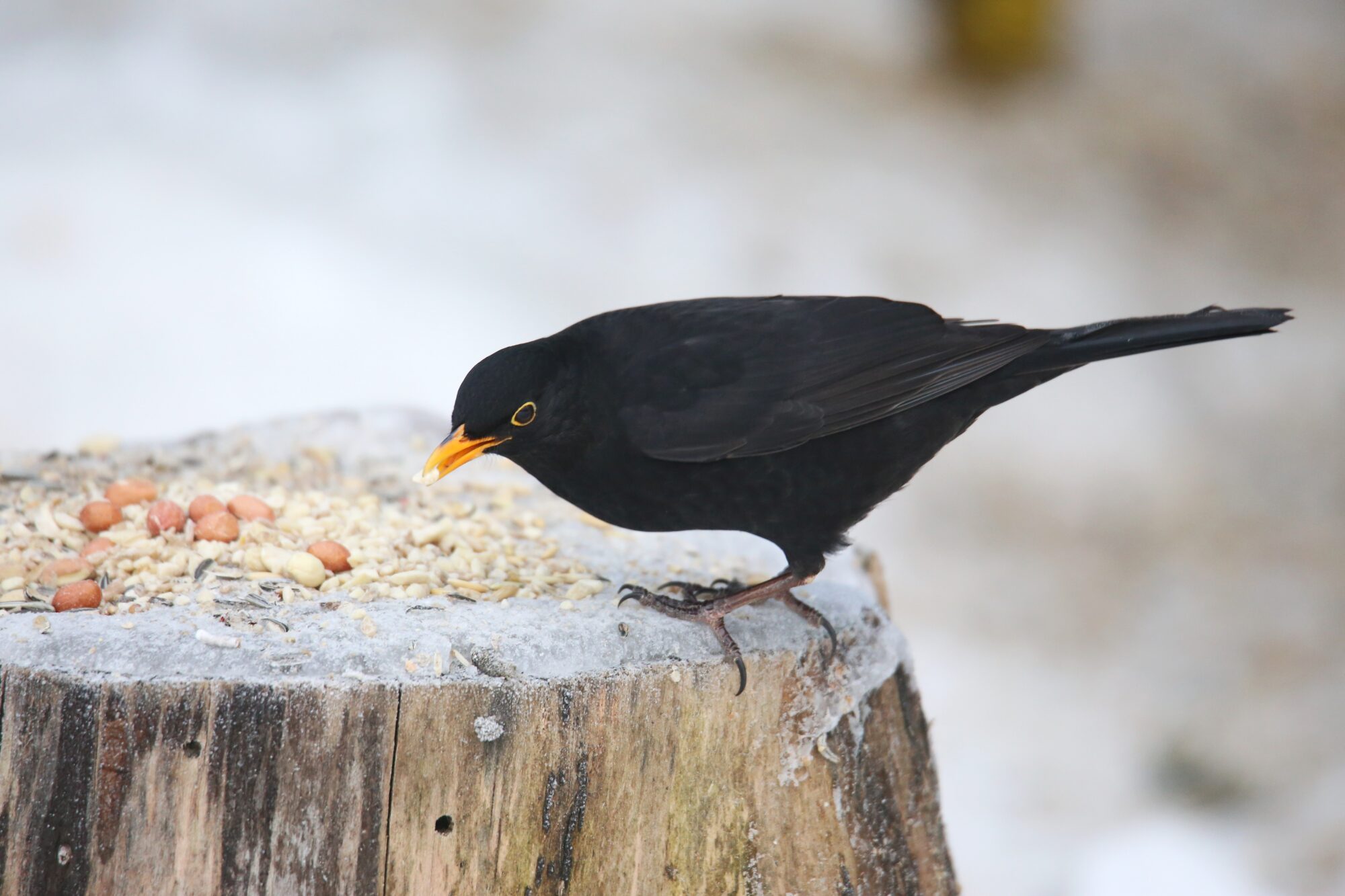 Valokuvaaja: Jaana Saarelainen