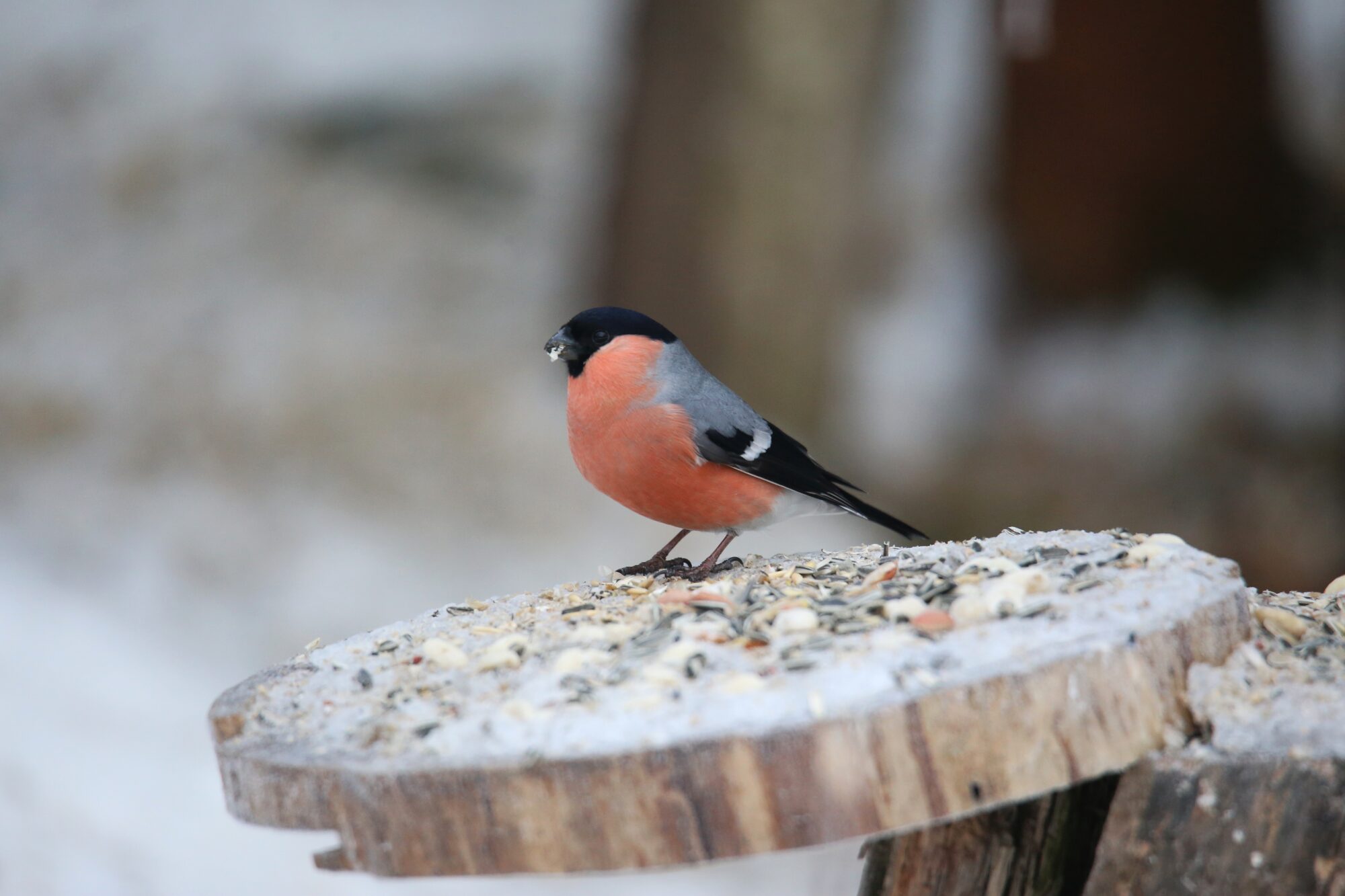 Valokuvaaja: Jaana Saarelainen
