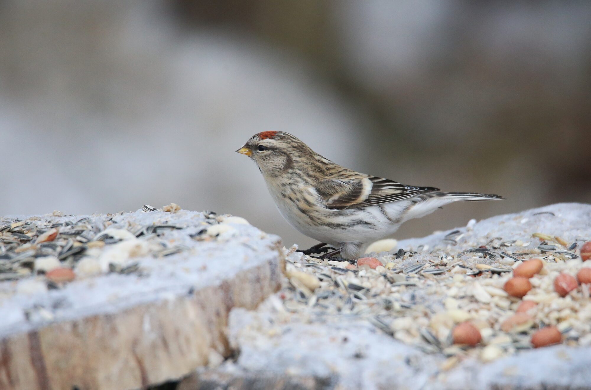 Valokuvaaja: Jaana Saarelainen