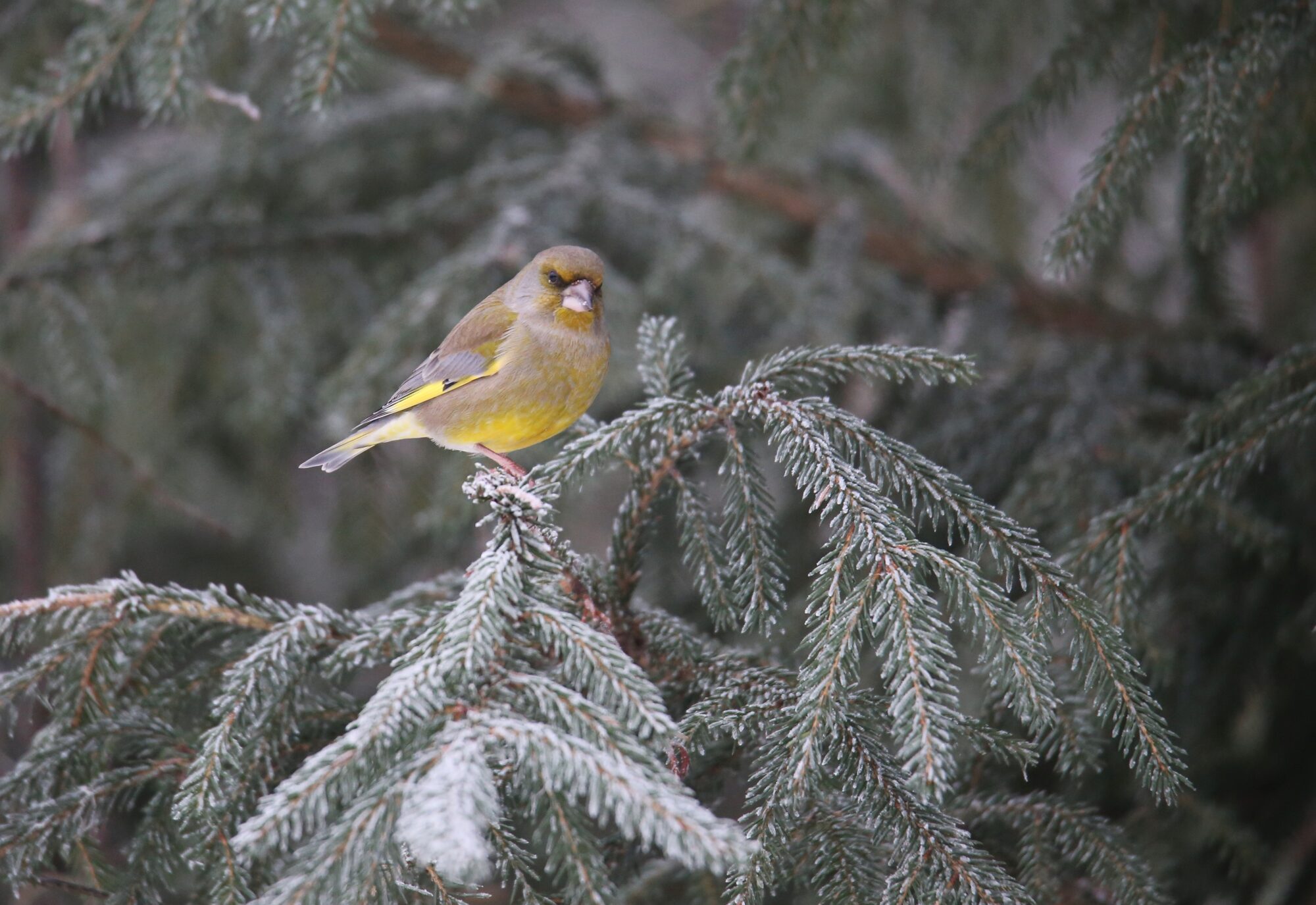 Valokuvaaja: Jaana Saarelainen