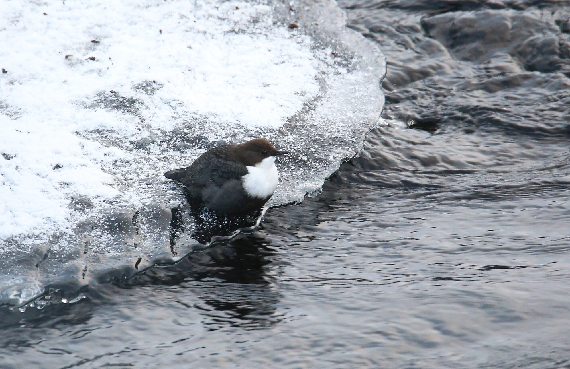 Valokuvaaja: Jaana Saarelainen