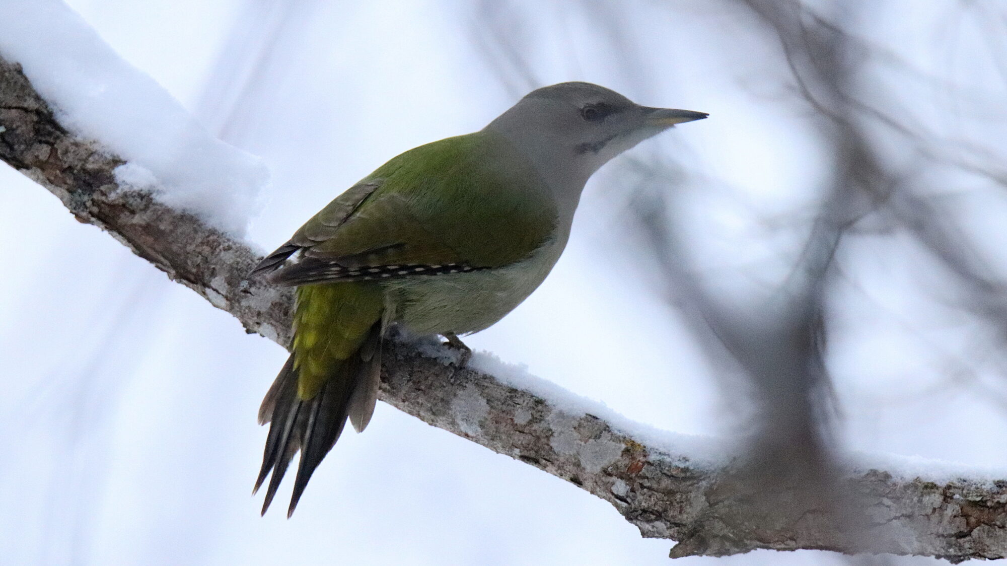 Valokuvaaja: sirpa Jyske