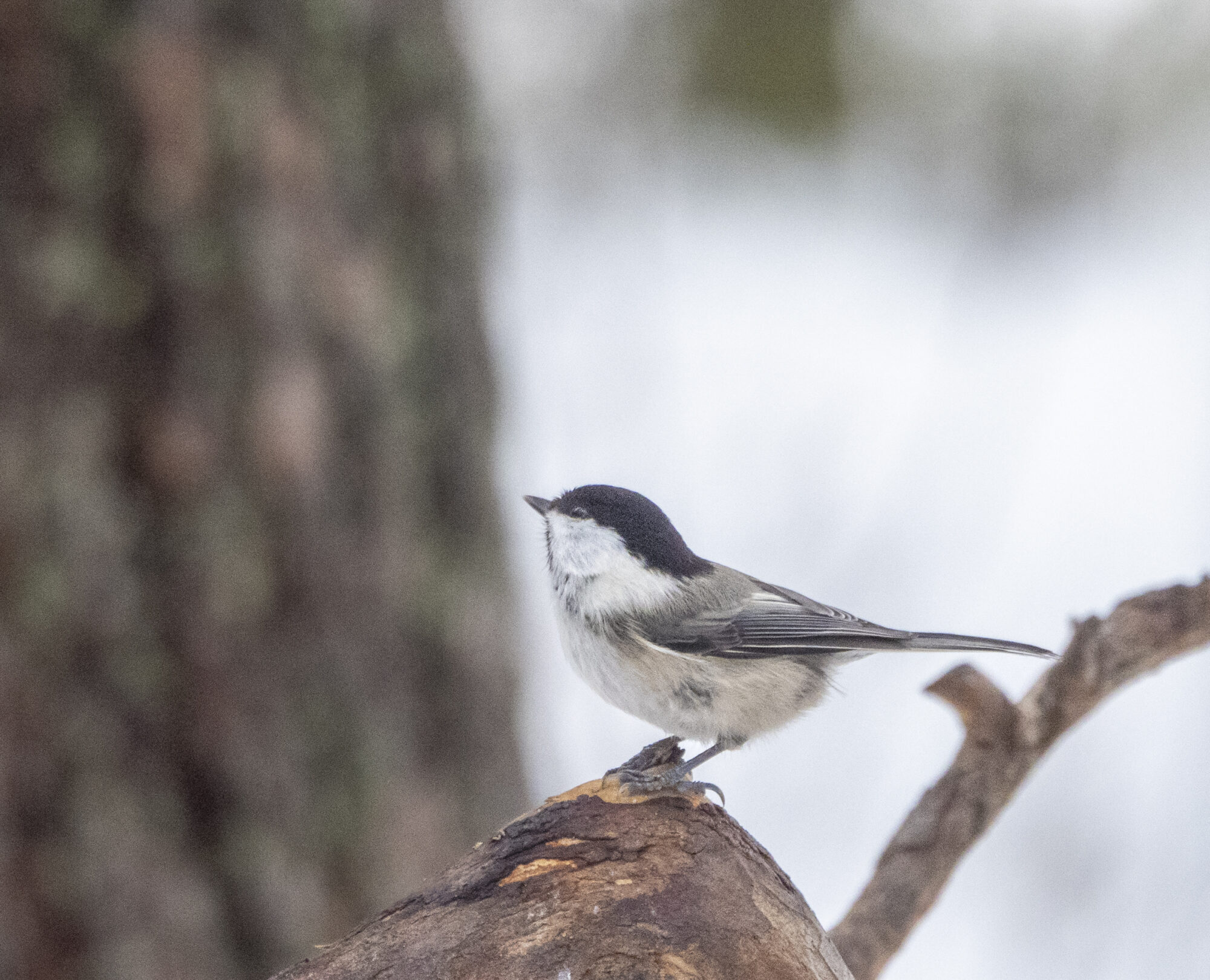 Valokuvaaja: Hannu Tikkanen