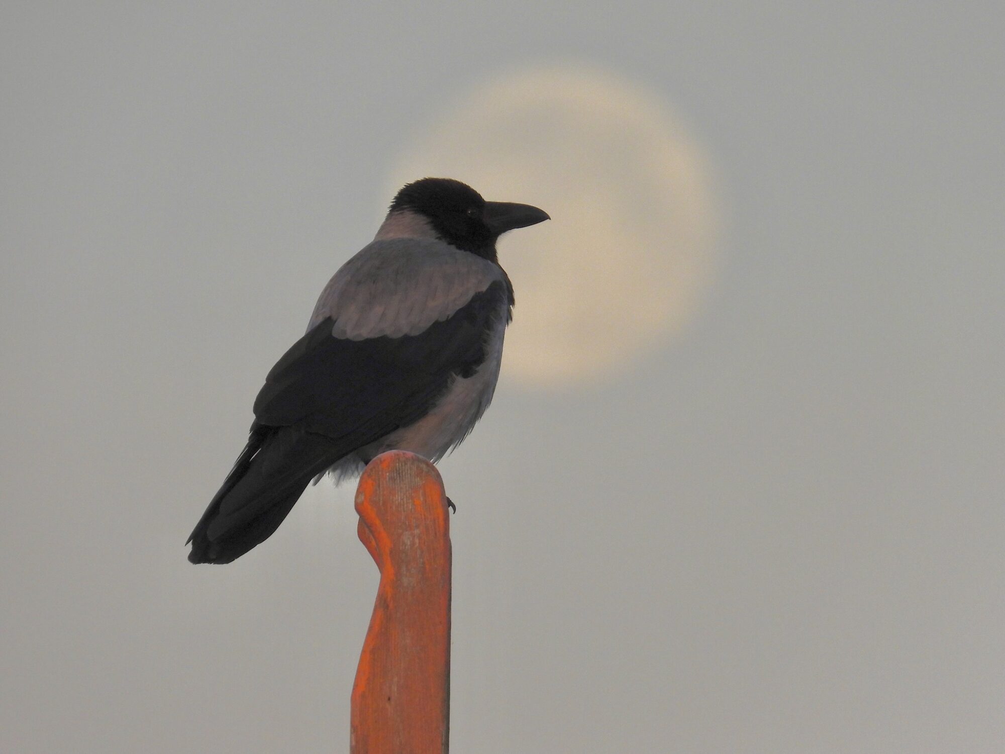 Valokuvaaja: Juhani Peltonen Valokuvaaja: Juhani Peltonen