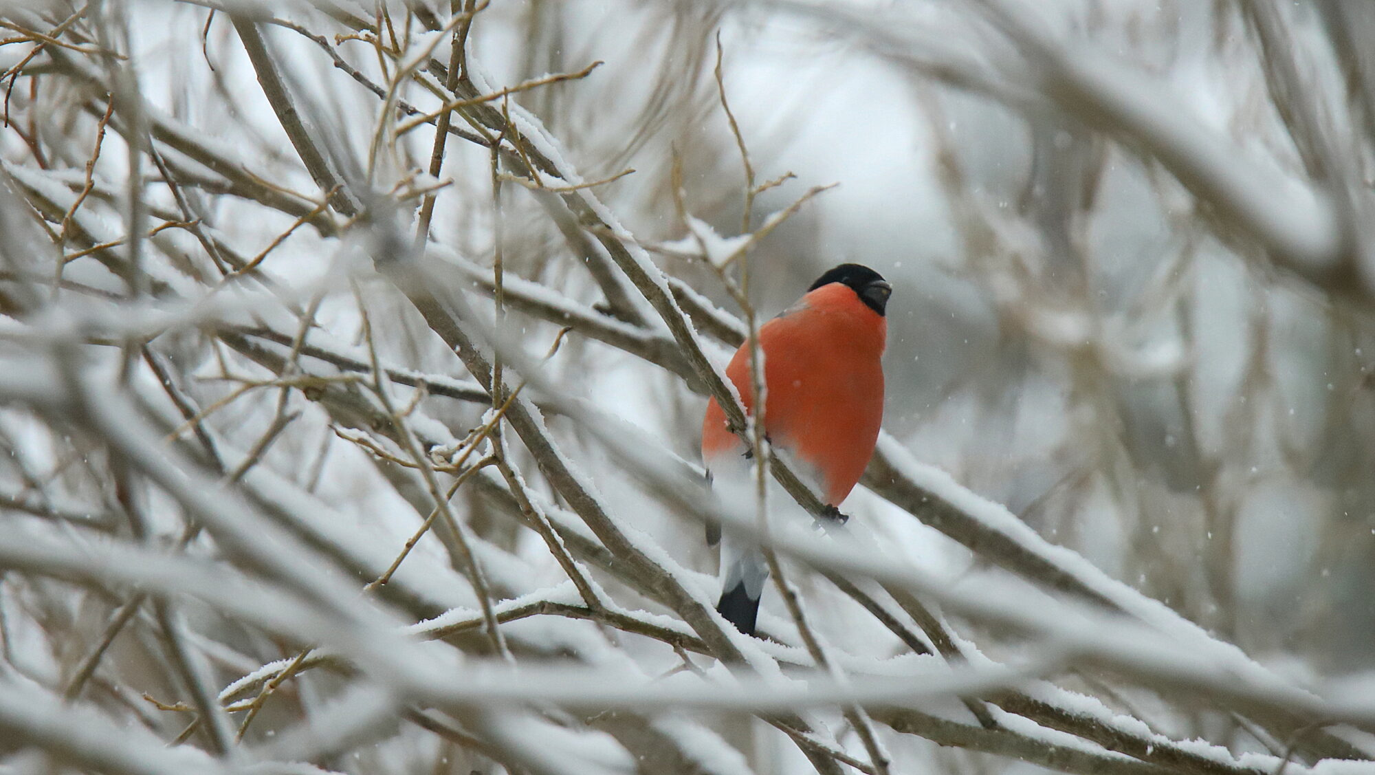 Valokuvaaja: sirpa Jyske