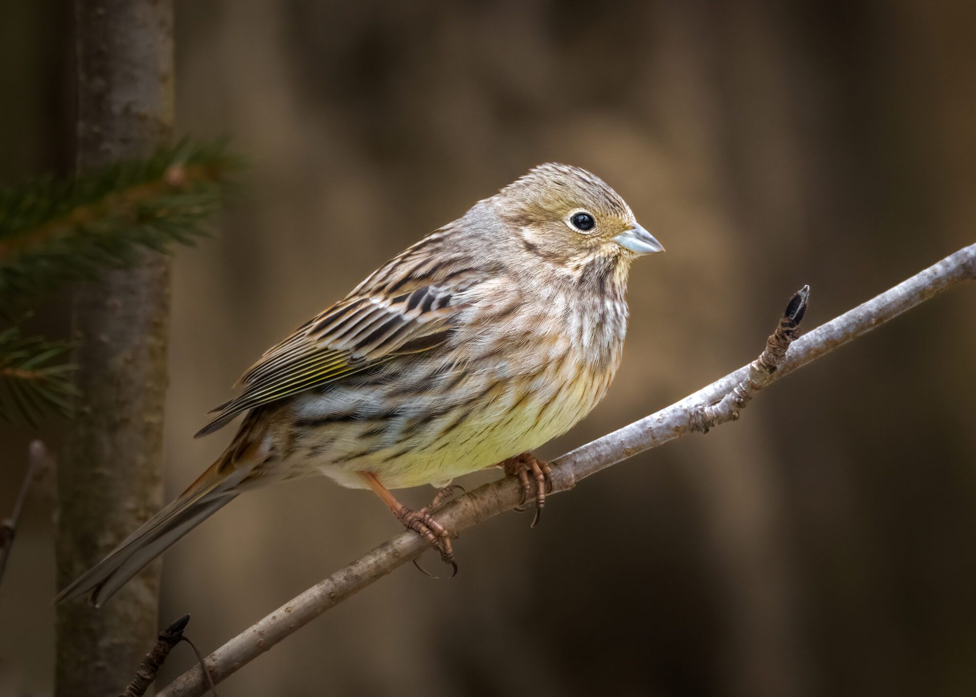 Valokuvaaja: Laura Lehtola