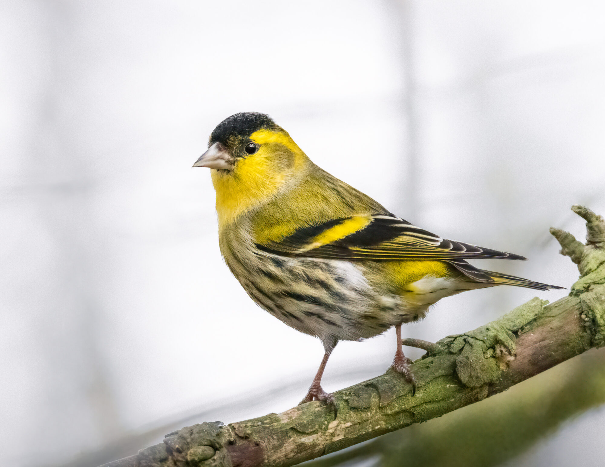 Valokuvaaja: Laura Lehtola