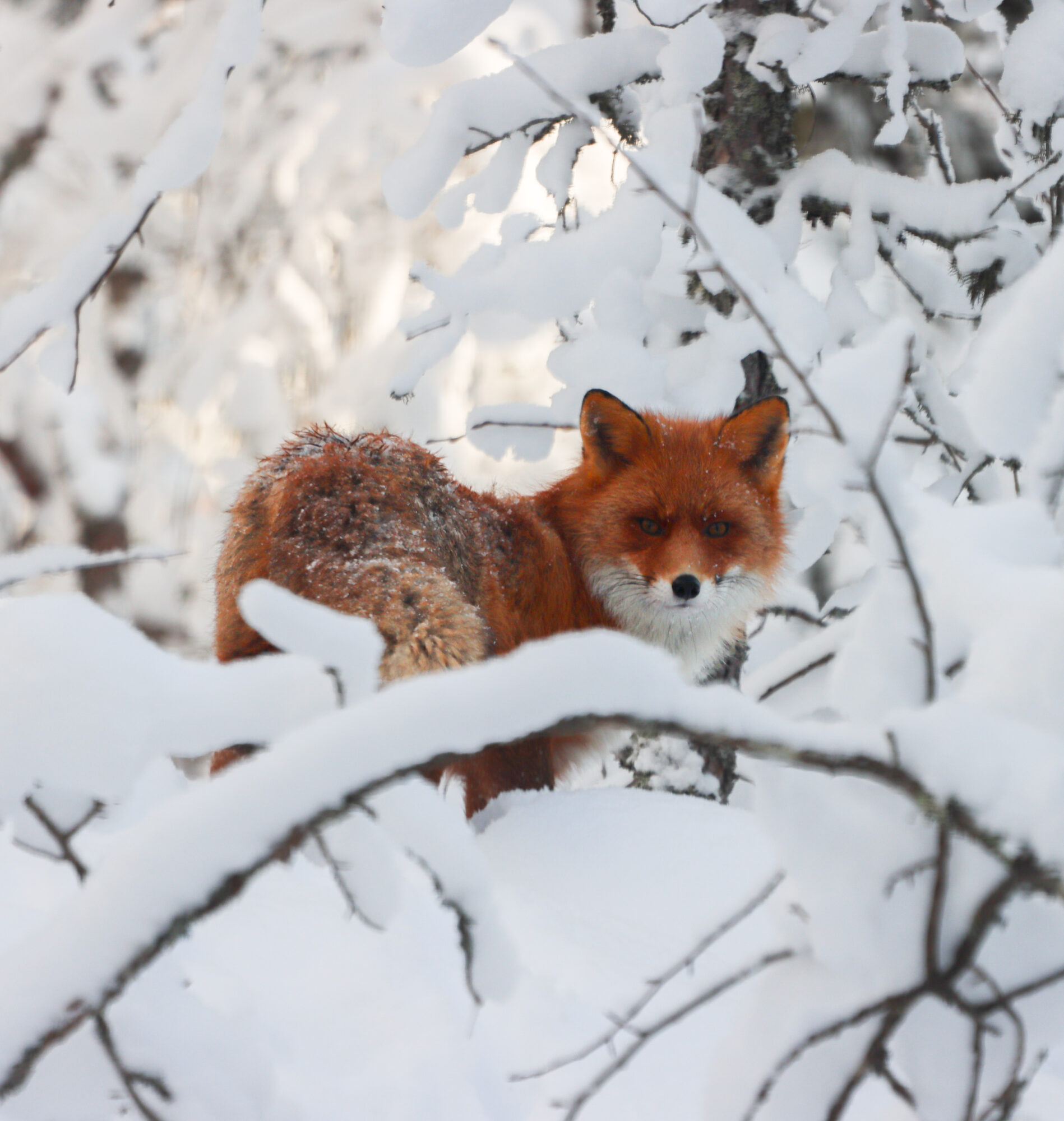 Valokuvaaja: Katariina Heikkonen