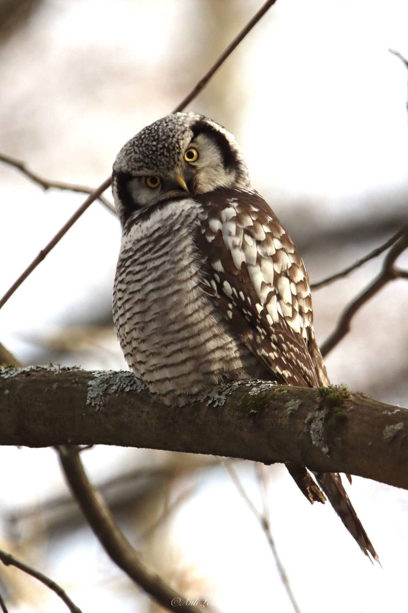 Valokuvaaja: Auli Leivonen