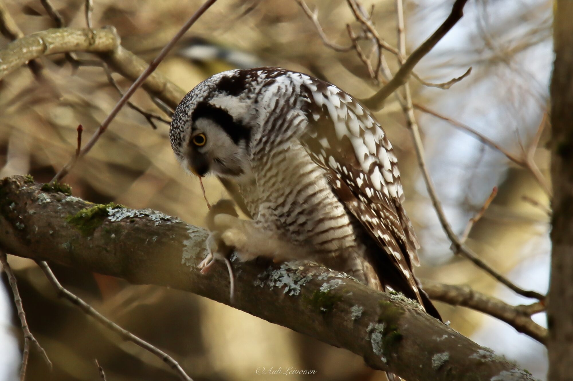 Valokuvaaja: Auli Leivonen