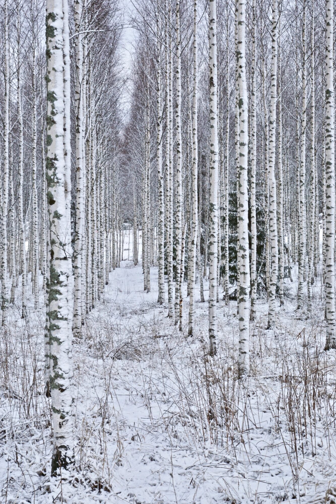 Valokuvaaja: Markku Ranta-Eilola