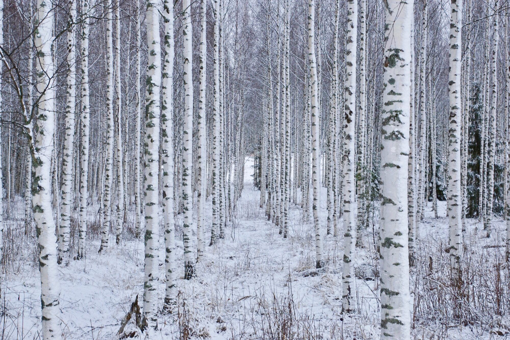 Valokuvaaja: Markku Ranta-Eilola