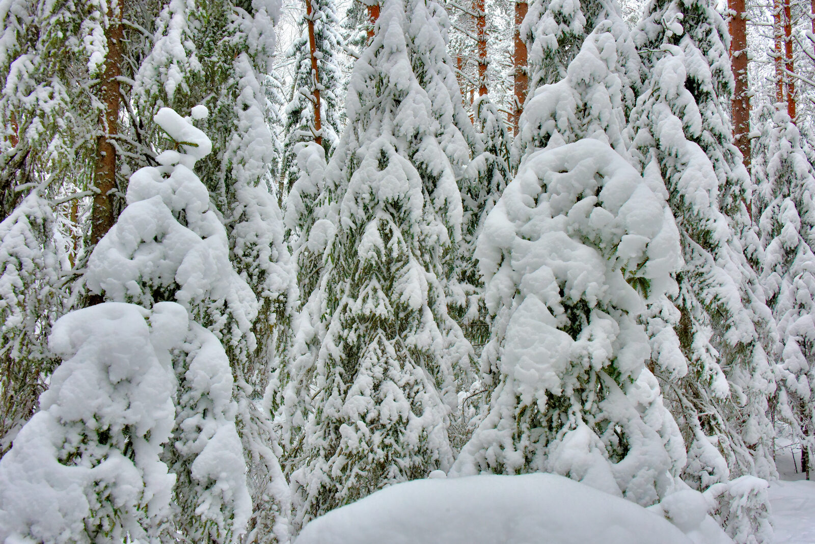 Valokuvaaja: Reijo Juurinen Valokuvaaja: Reijo Juurinen