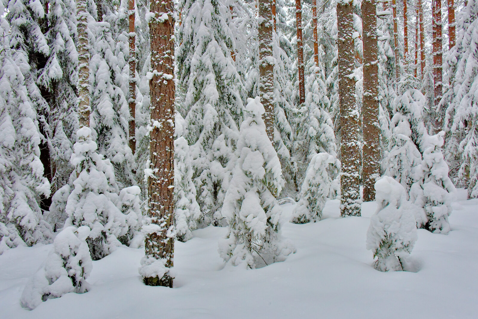 Valokuvaaja: Reijo Juurinen Valokuvaaja: Reijo Juurinen