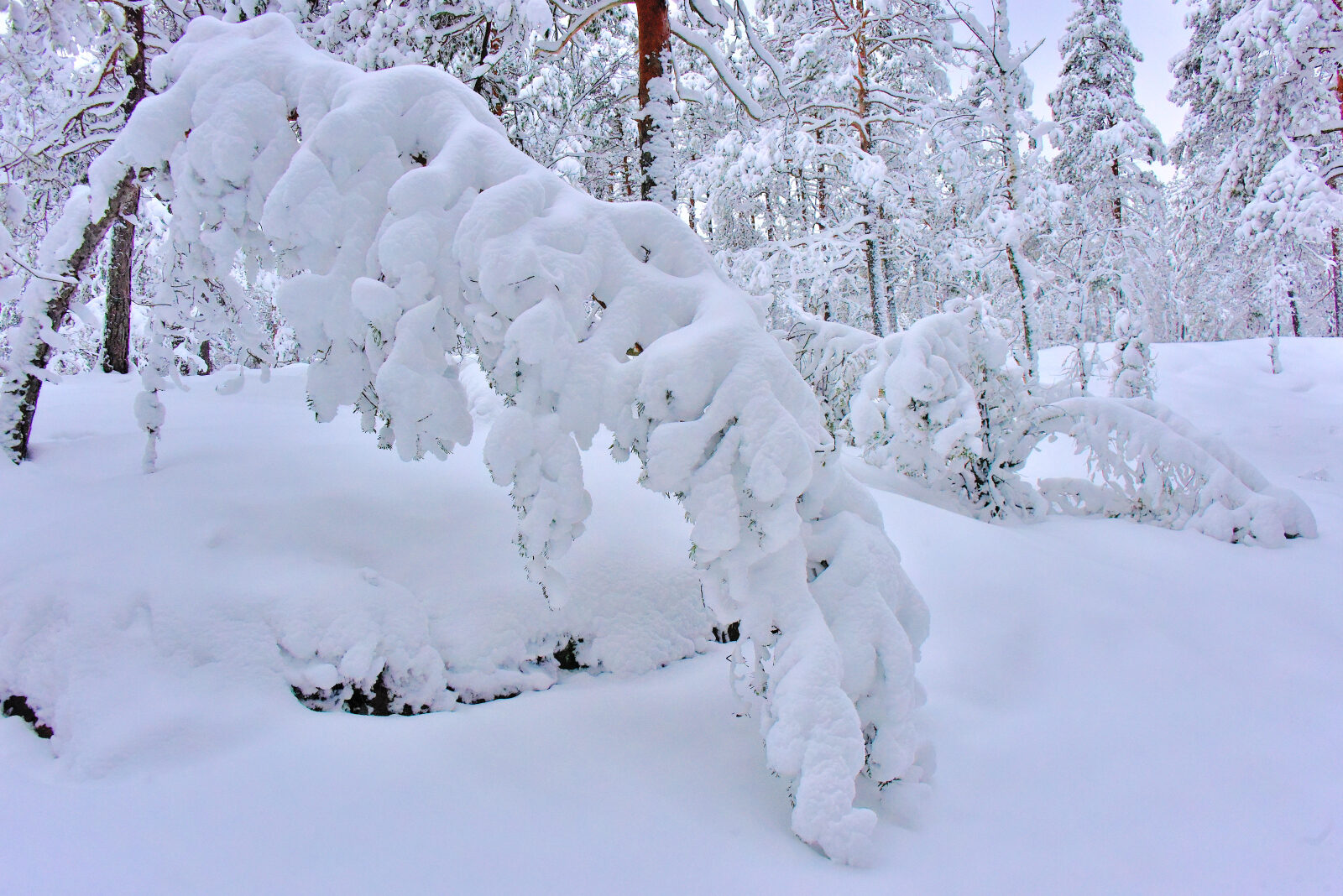 Valokuvaaja: Reijo Juurinen