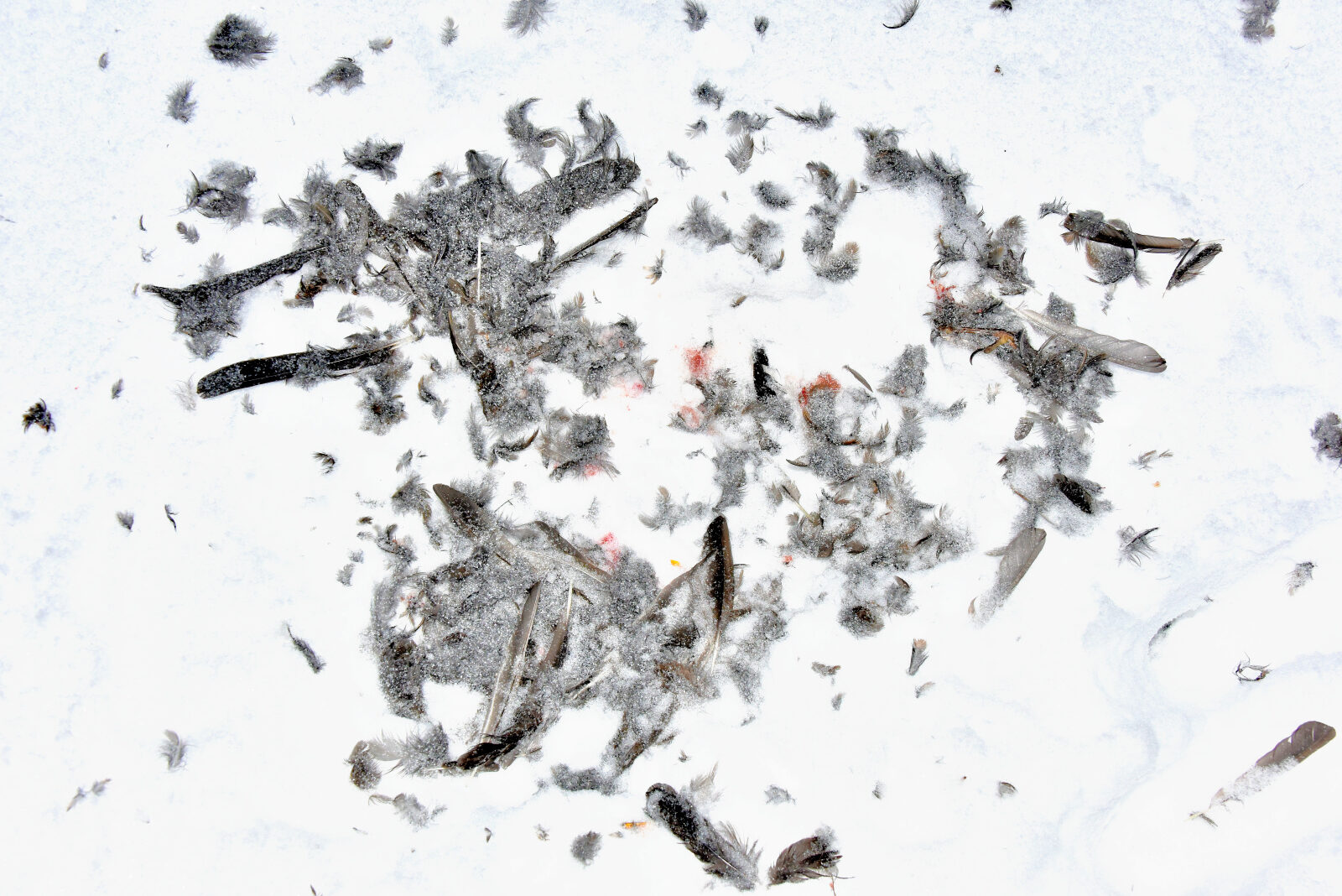 Valokuvaaja: Reijo Juurinen Valokuvaaja: Reijo Juurinen