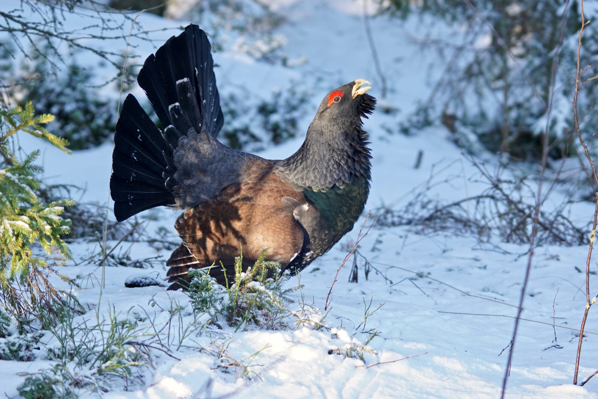 Valokuvaaja: Markku Ranta-Eilola Valokuvaaja: Markku Ranta-Eilola