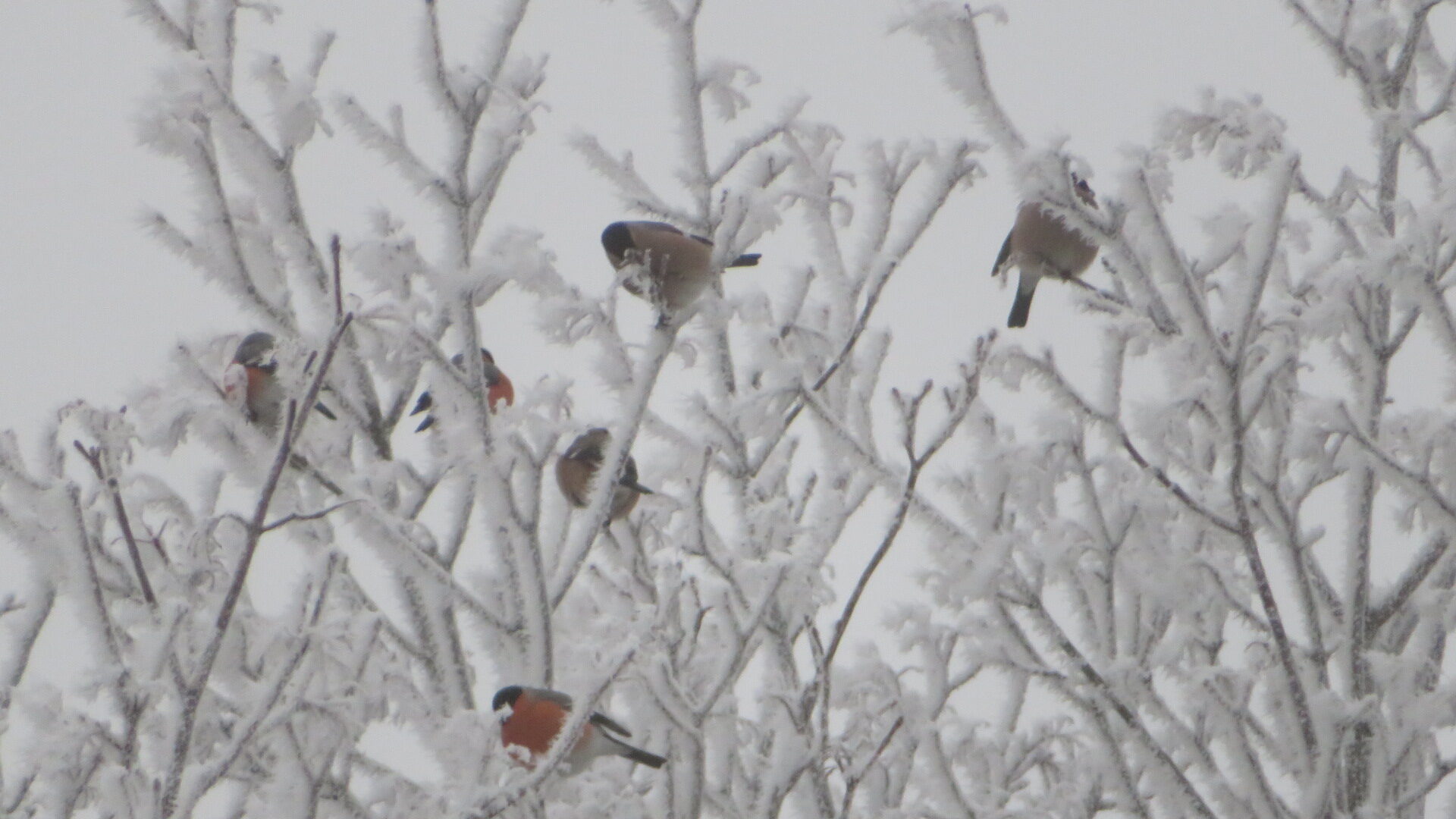 Valokuvaaja: Risto Kangassalo Valokuvaaja: Risto Kangassalo