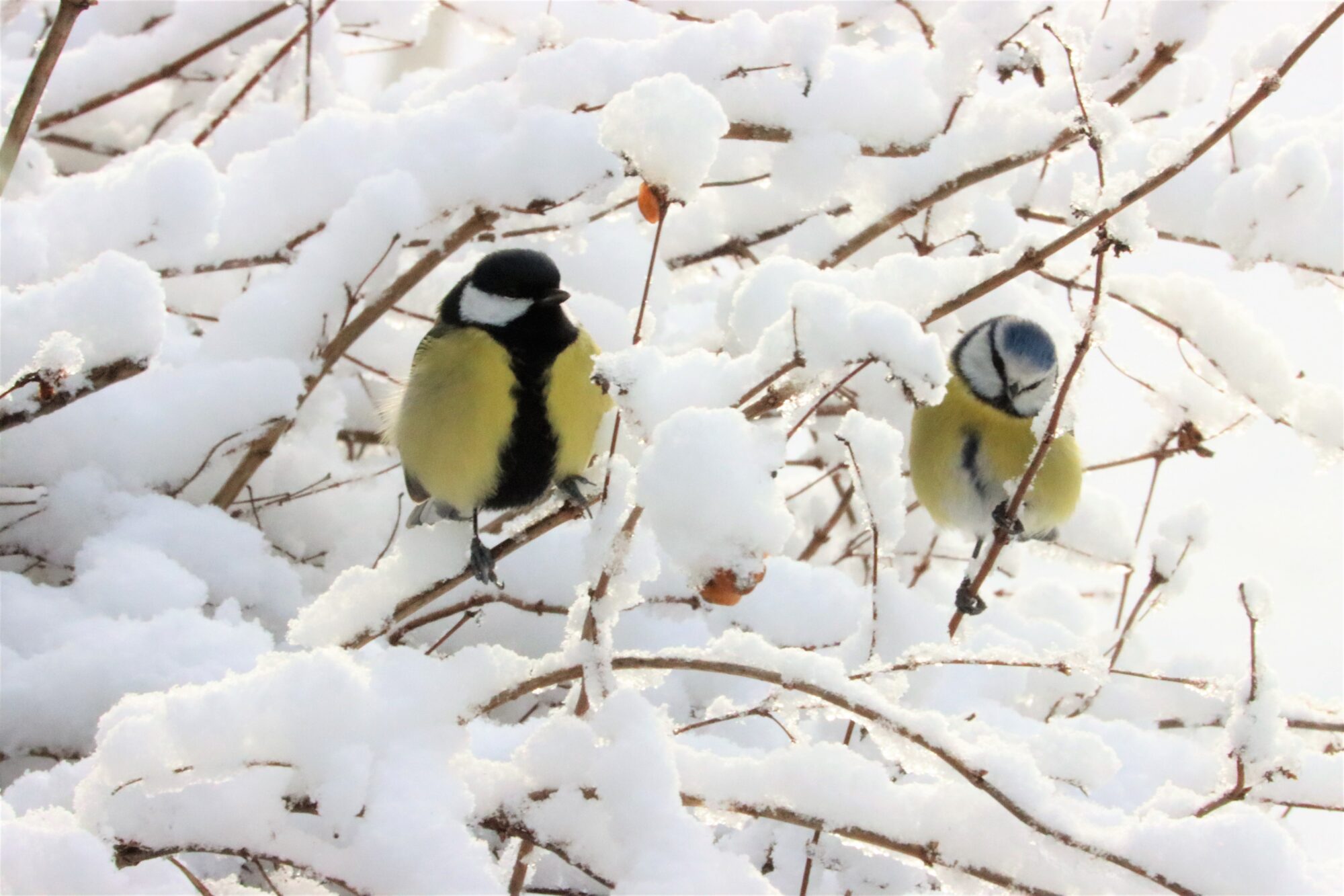Valokuvaaja: Irja Lehtinen