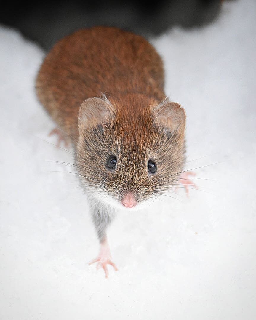 Valokuvaaja: Olli Inkinen   @eraopa_s_wildlife_photography