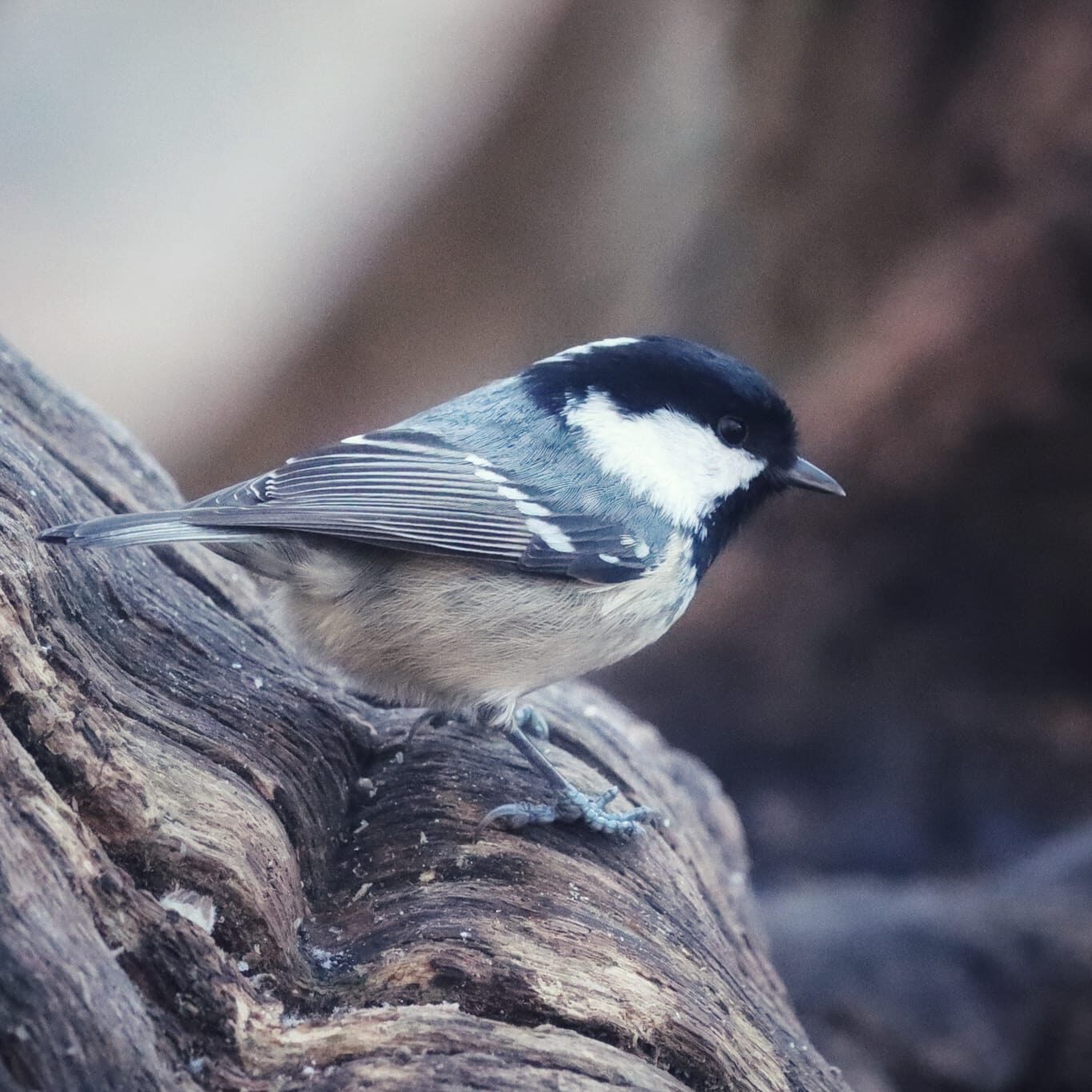 Valokuvaaja: Susanna Hannula Valokuvaaja: Susanna Hannula