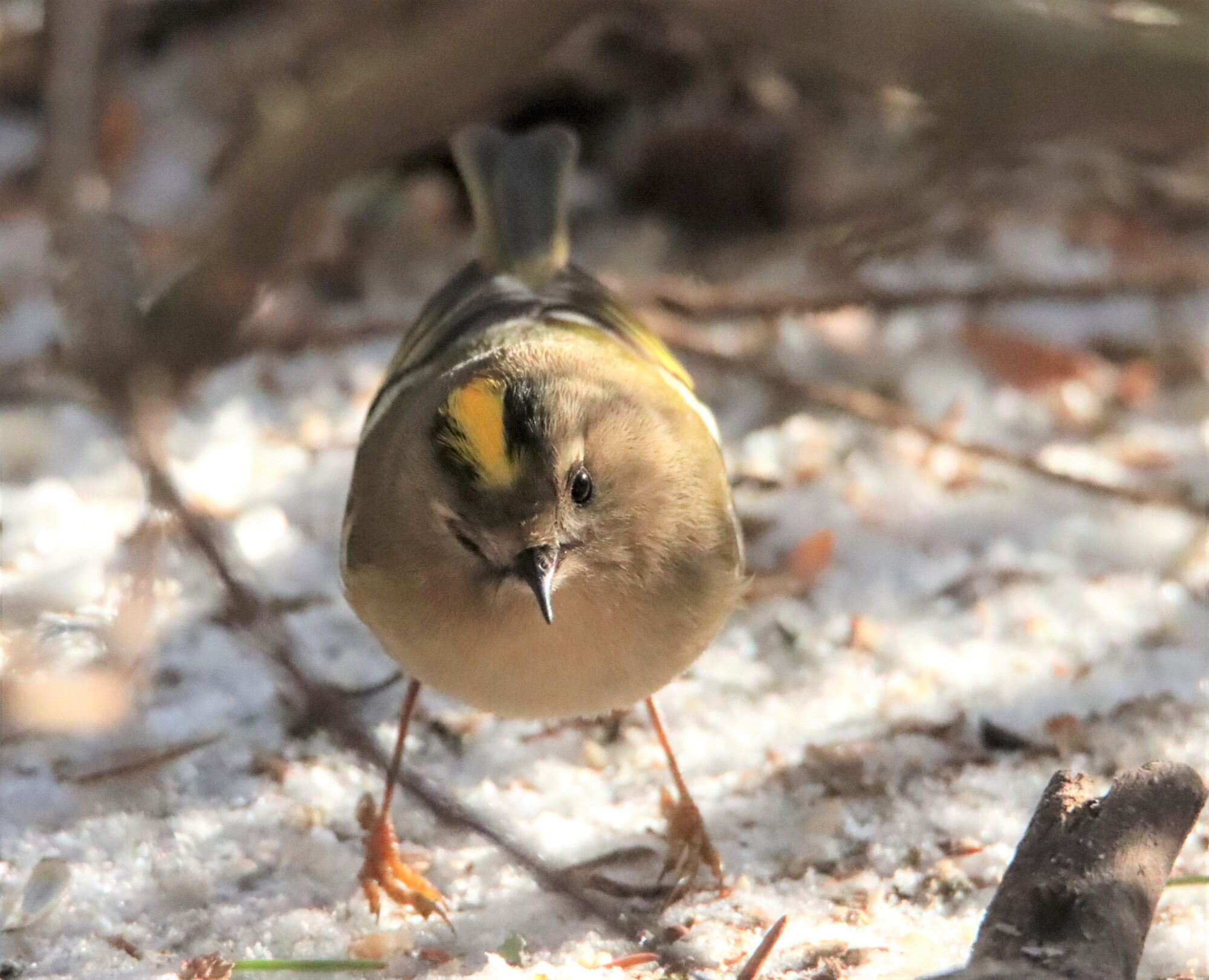Valokuvaaja: Irja Lehtinen