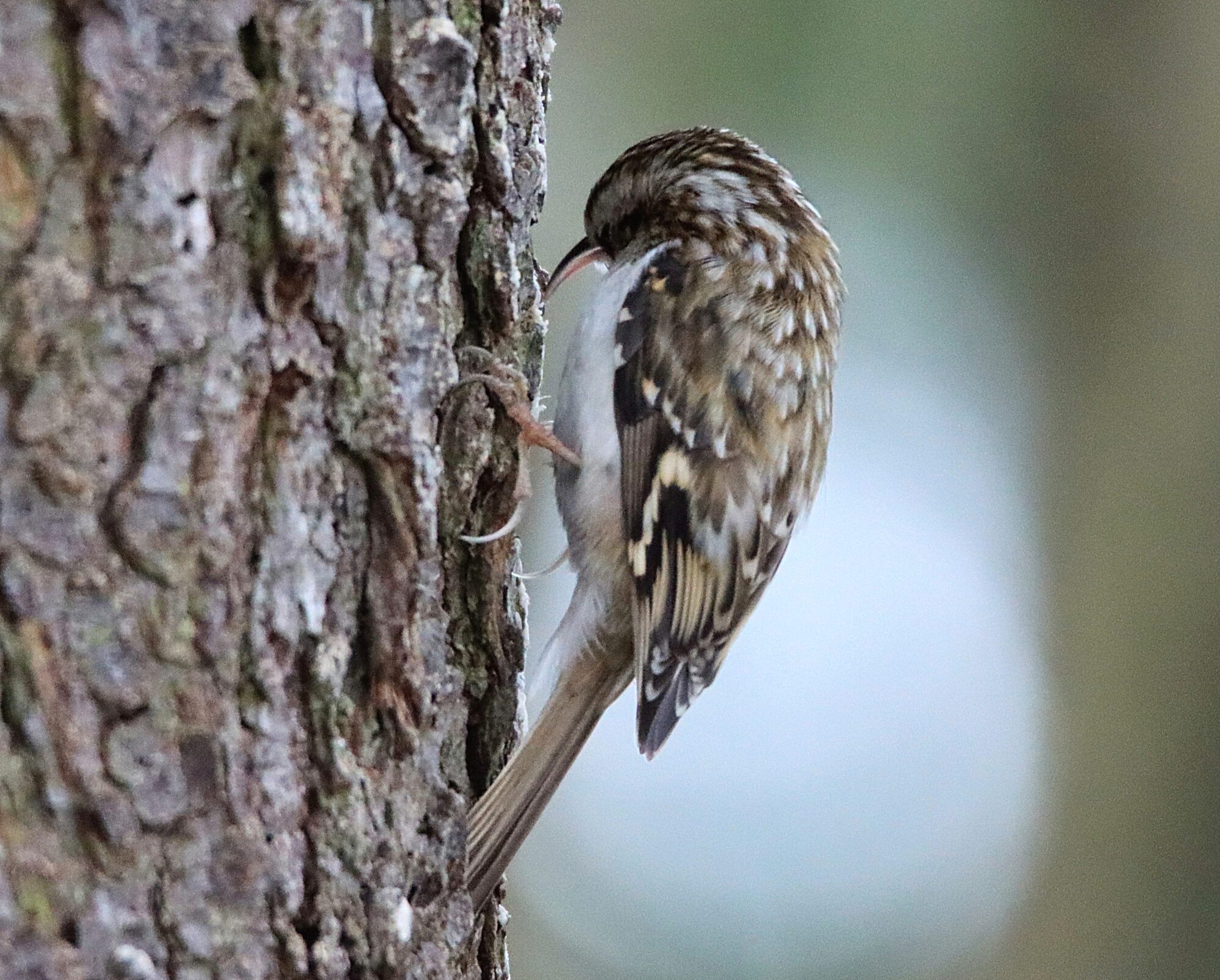 Valokuvaaja: Irja Lehtinen