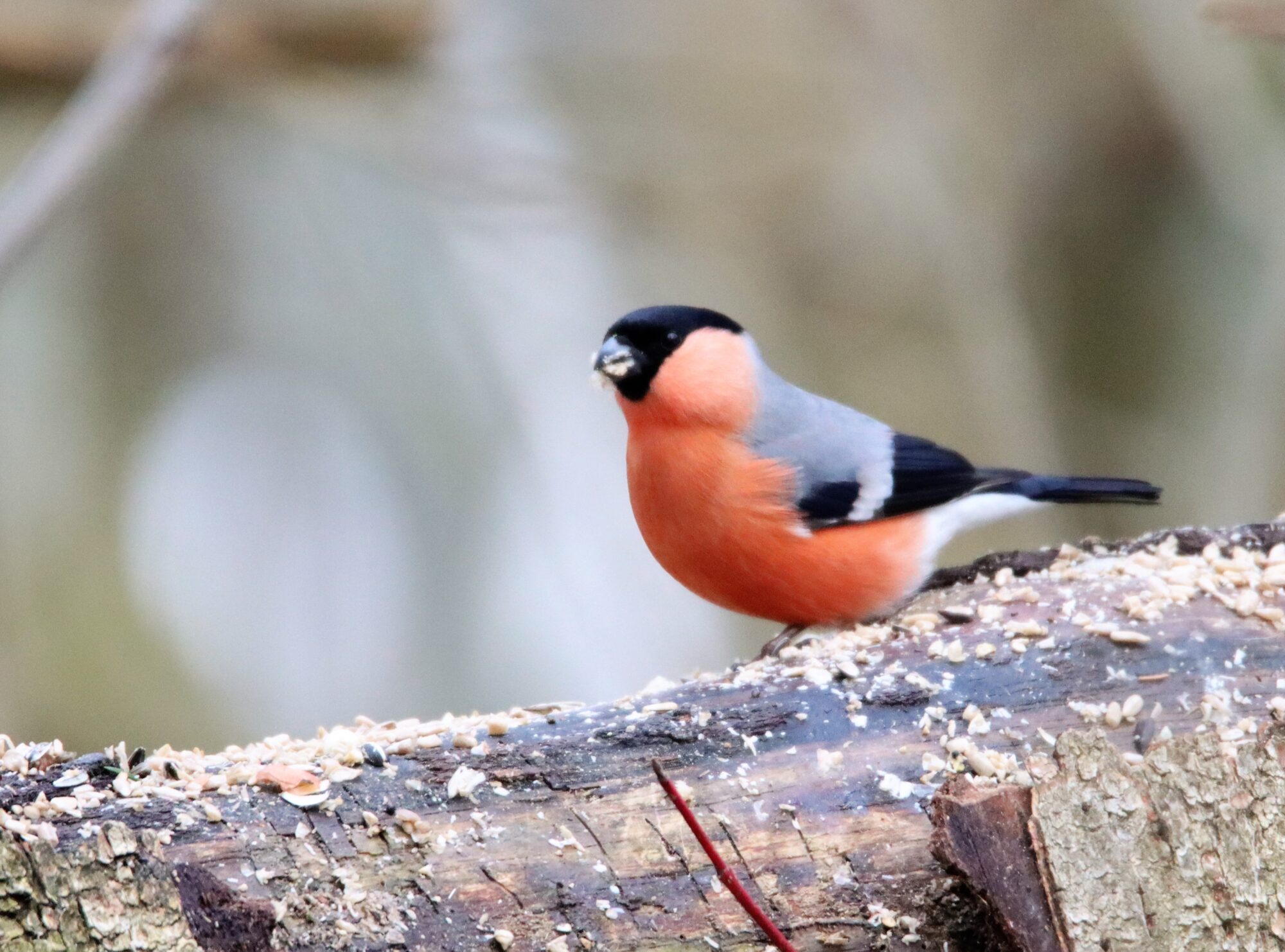 Valokuvaaja: Irja Lehtinen