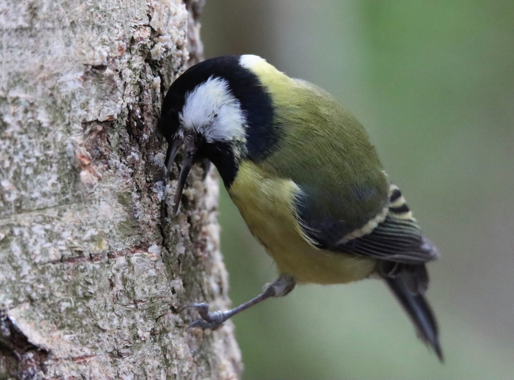 Valokuvaaja: Irja Lehtinen