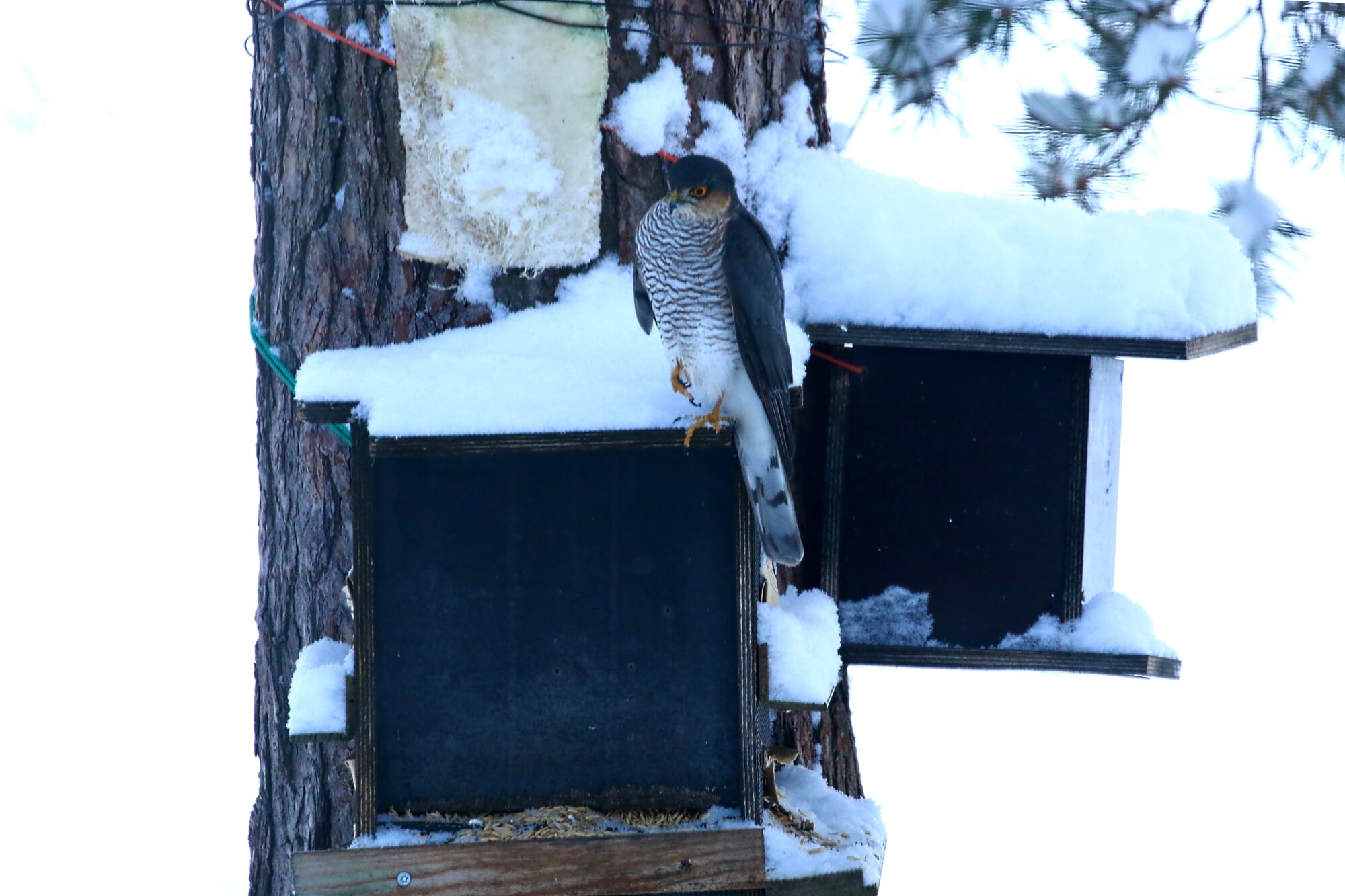 Valokuvaaja: Antero Tykkyläinen
