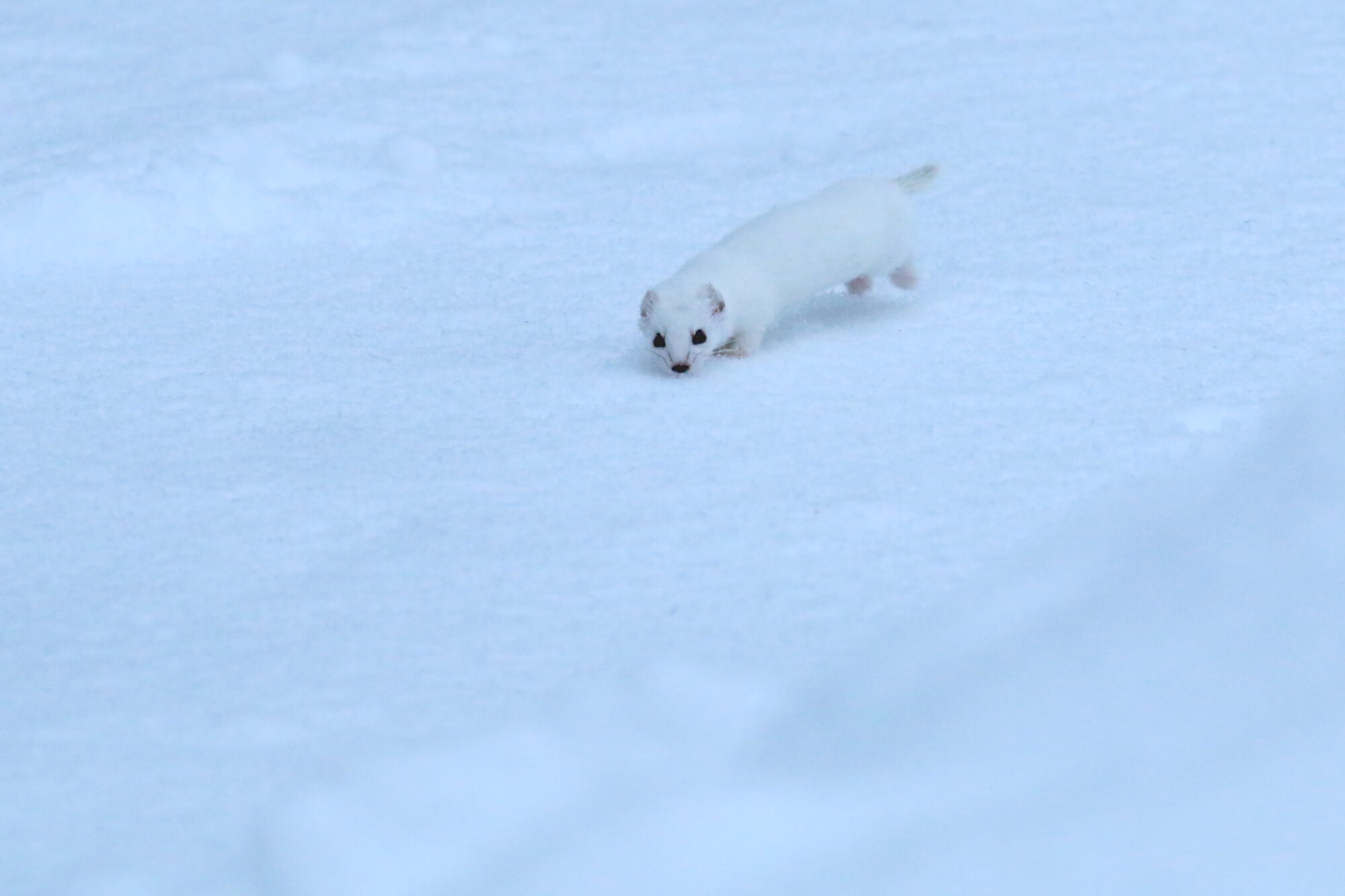 Valokuvaaja: Antero Tykkyläinen
