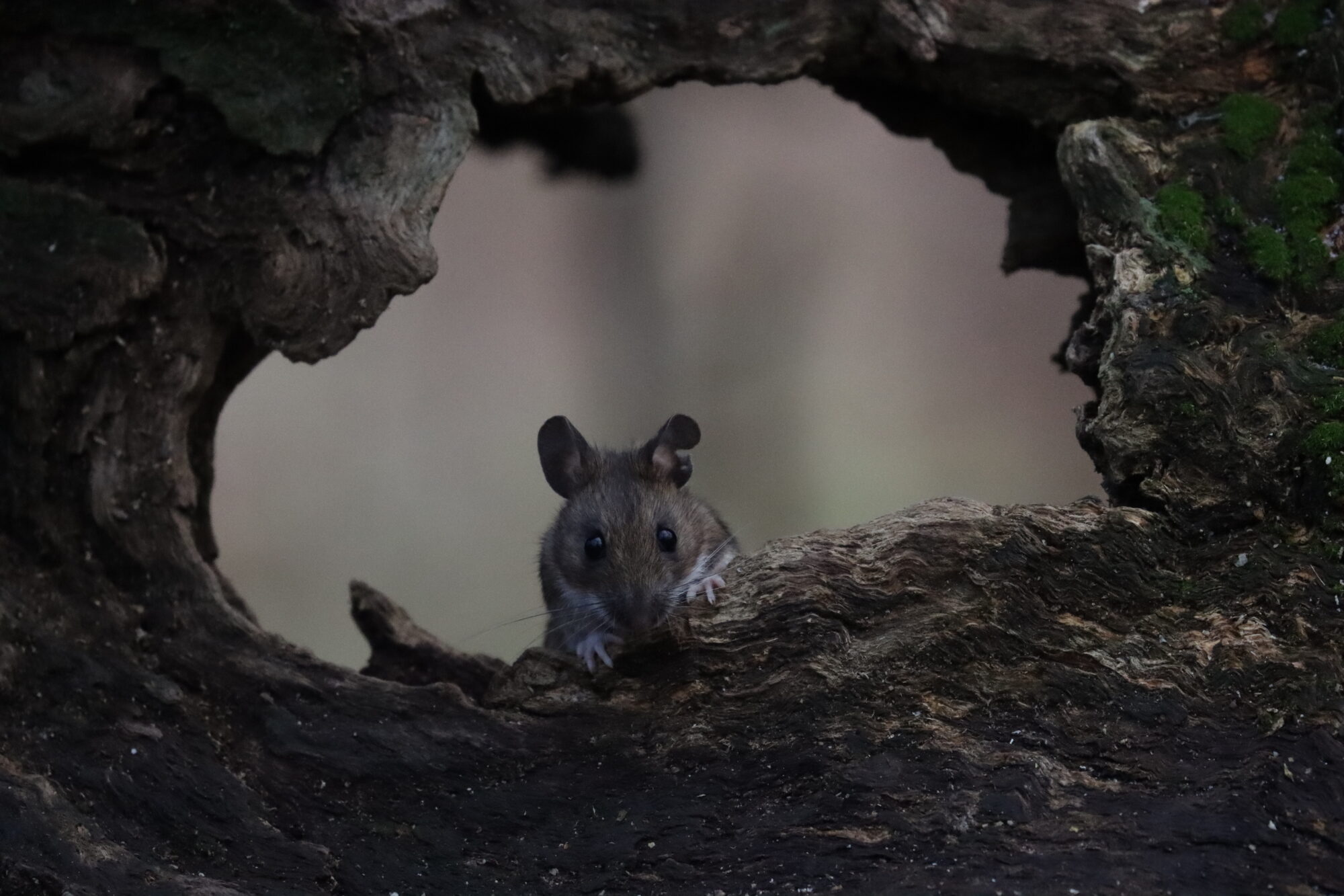 Valokuvaaja: susanna Hannula