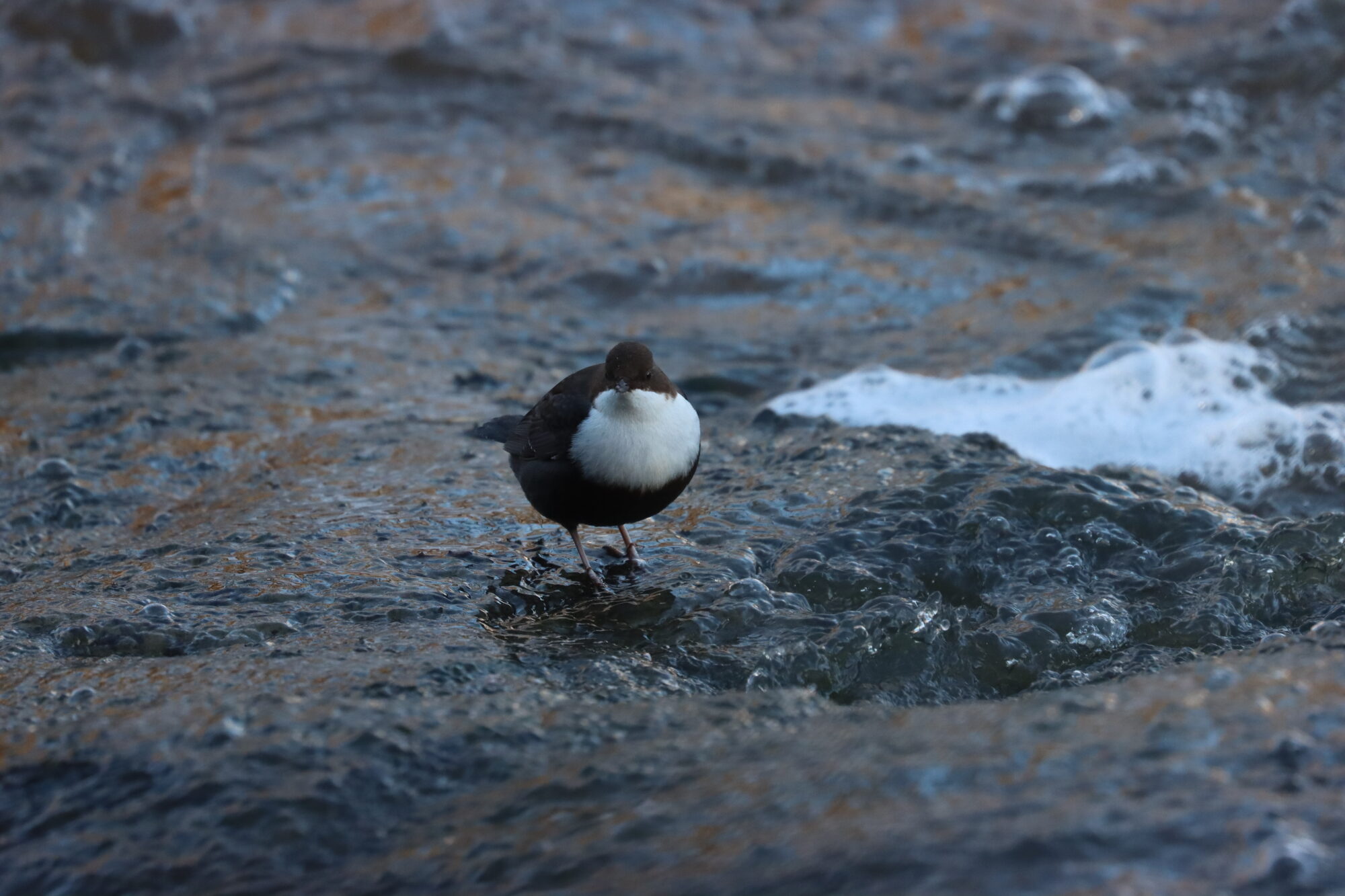 Valokuvaaja: Susanna Hannula