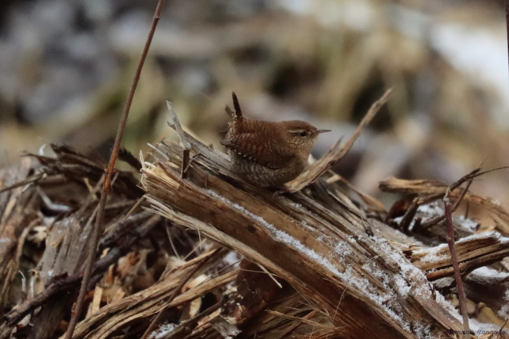 Valokuvaaja: Susanna Hannula