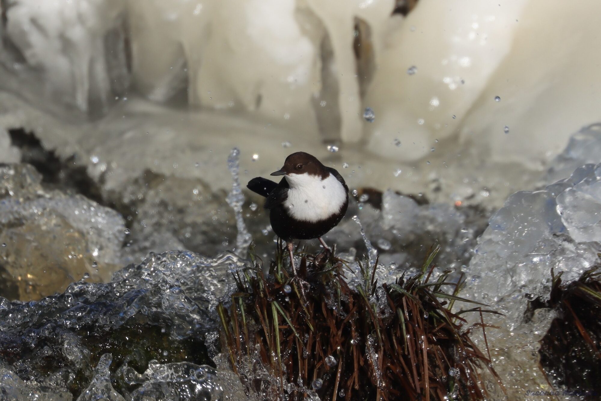 Valokuvaaja: Susanna Hannula Valokuvaaja: Susanna Hannula