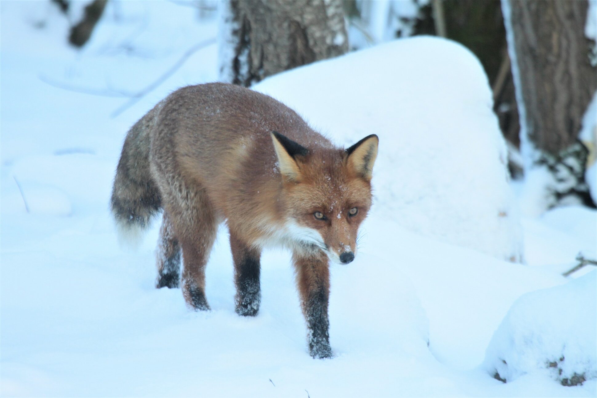 Valokuvaaja: Berndt Hannelius