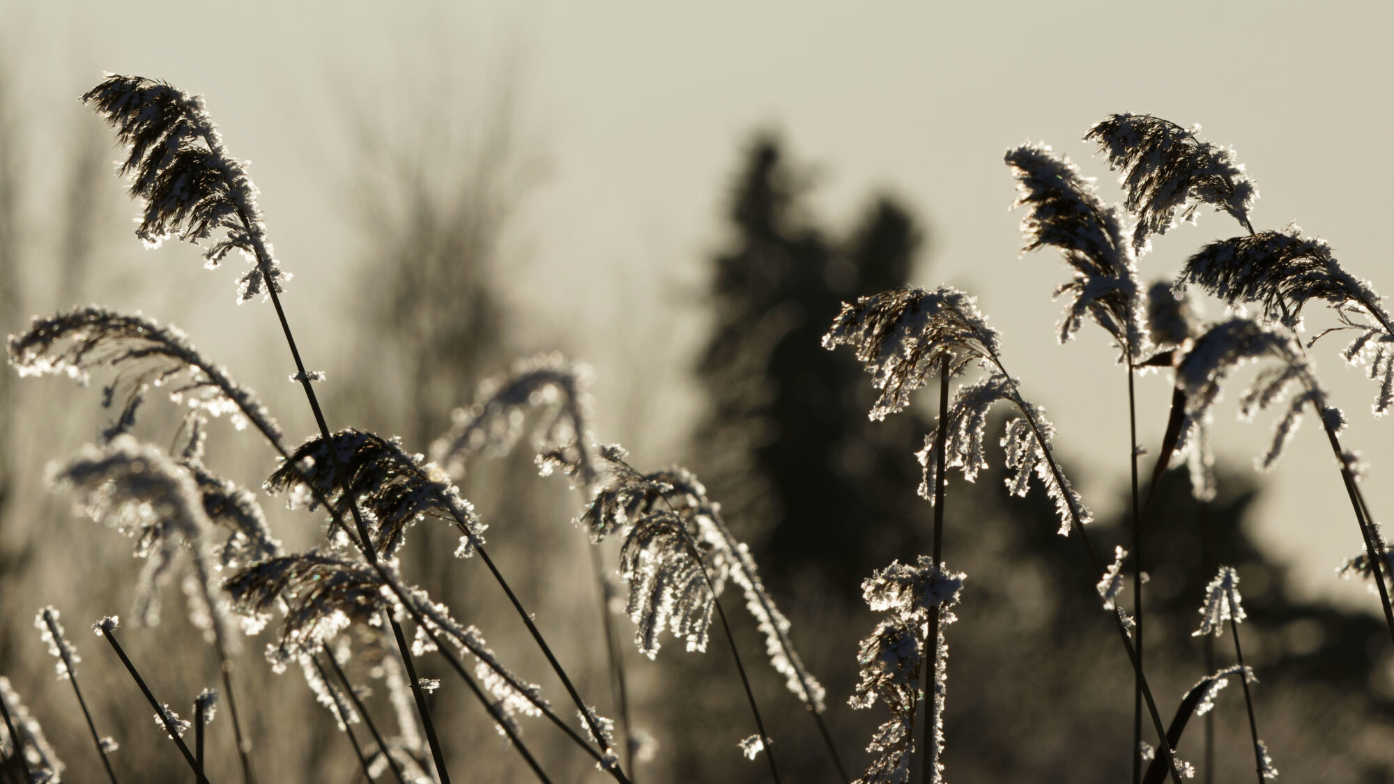 Valokuvaaja: TOMMI KUJALA
