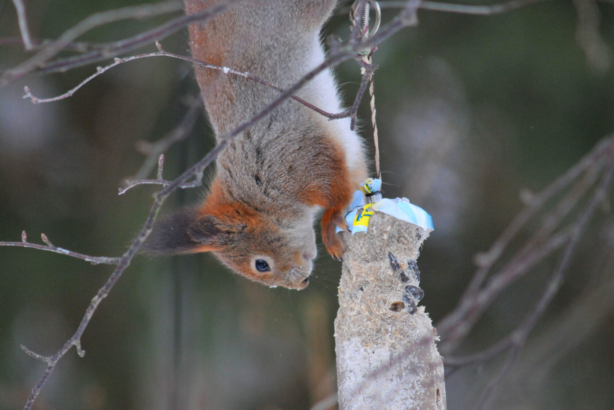 Valokuvaaja: Kaarlo Asikainen